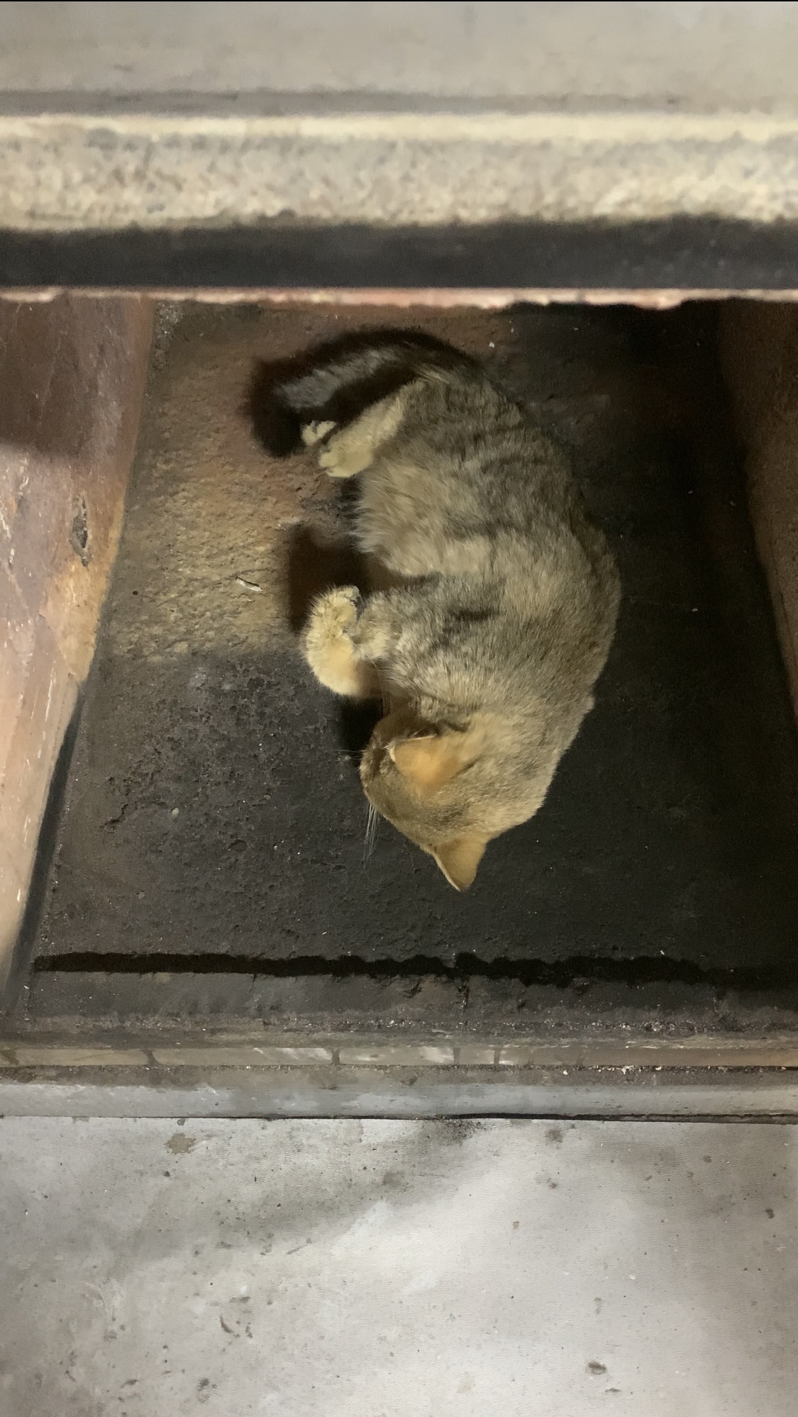 附近猫咪殡葬配图
