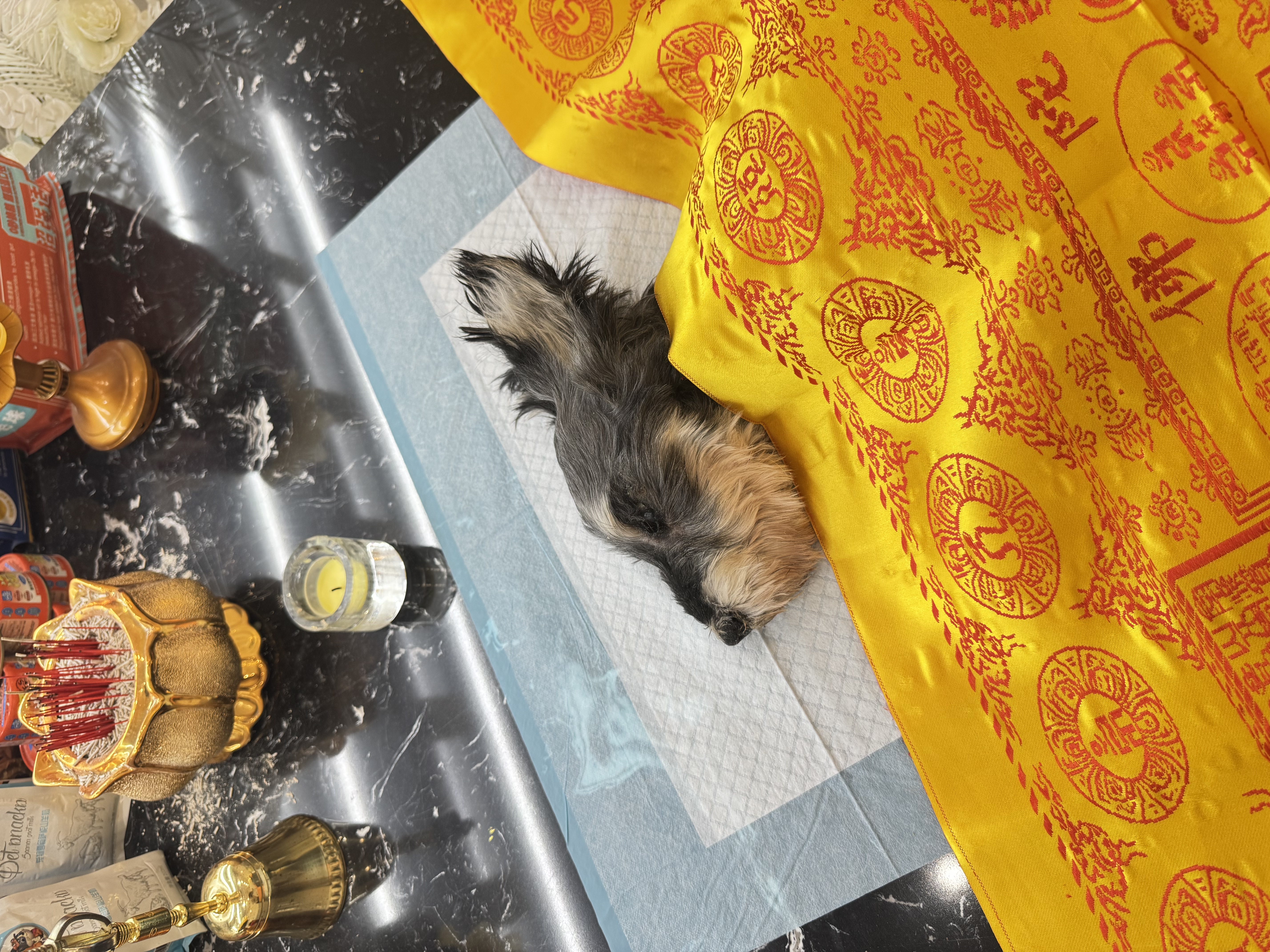猫咪死亡附近处理