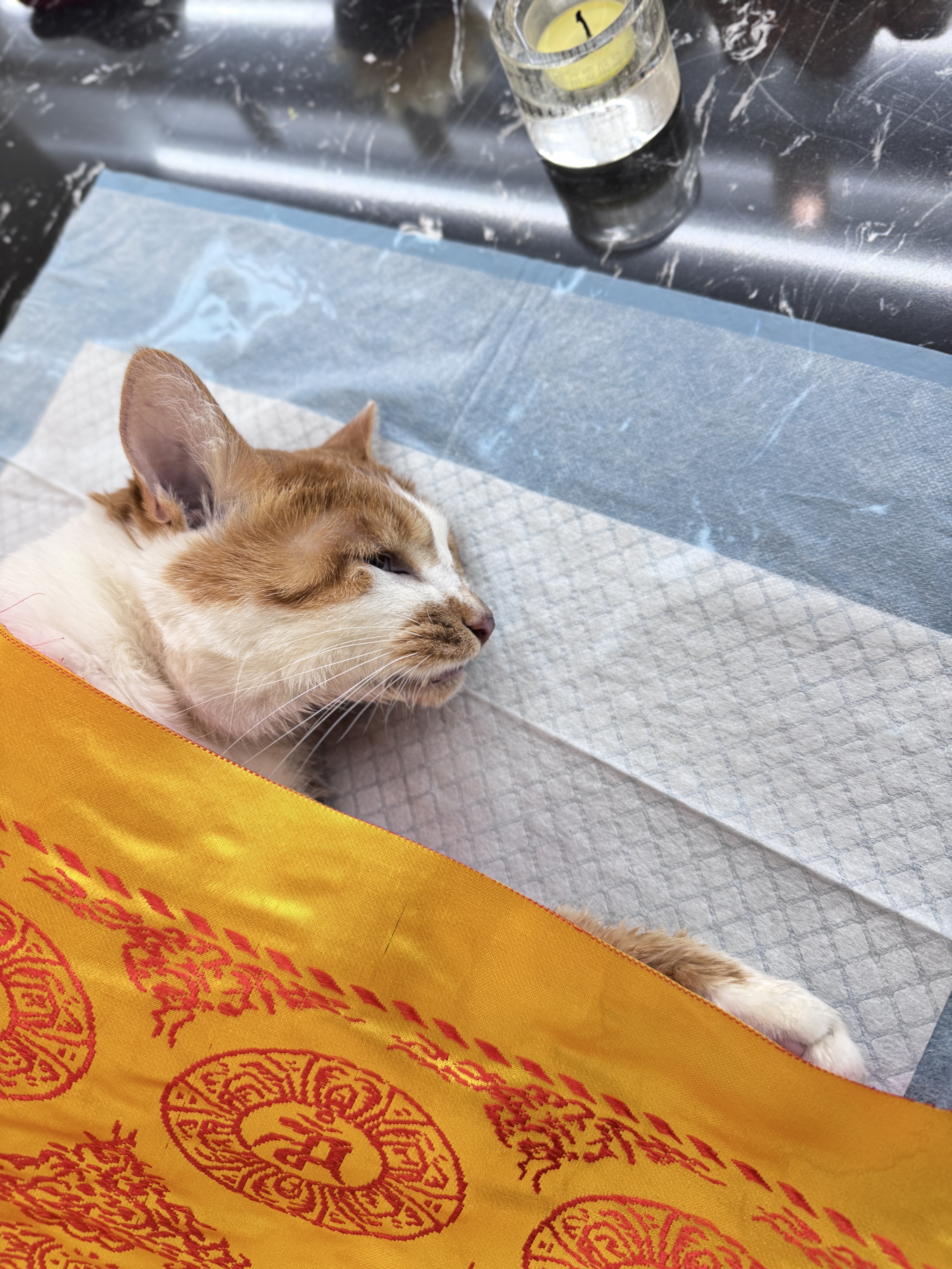 猫咪生命最后阶段