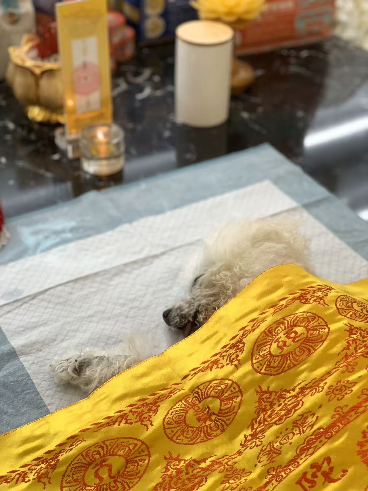 狗狗生病死了怎么办配图
