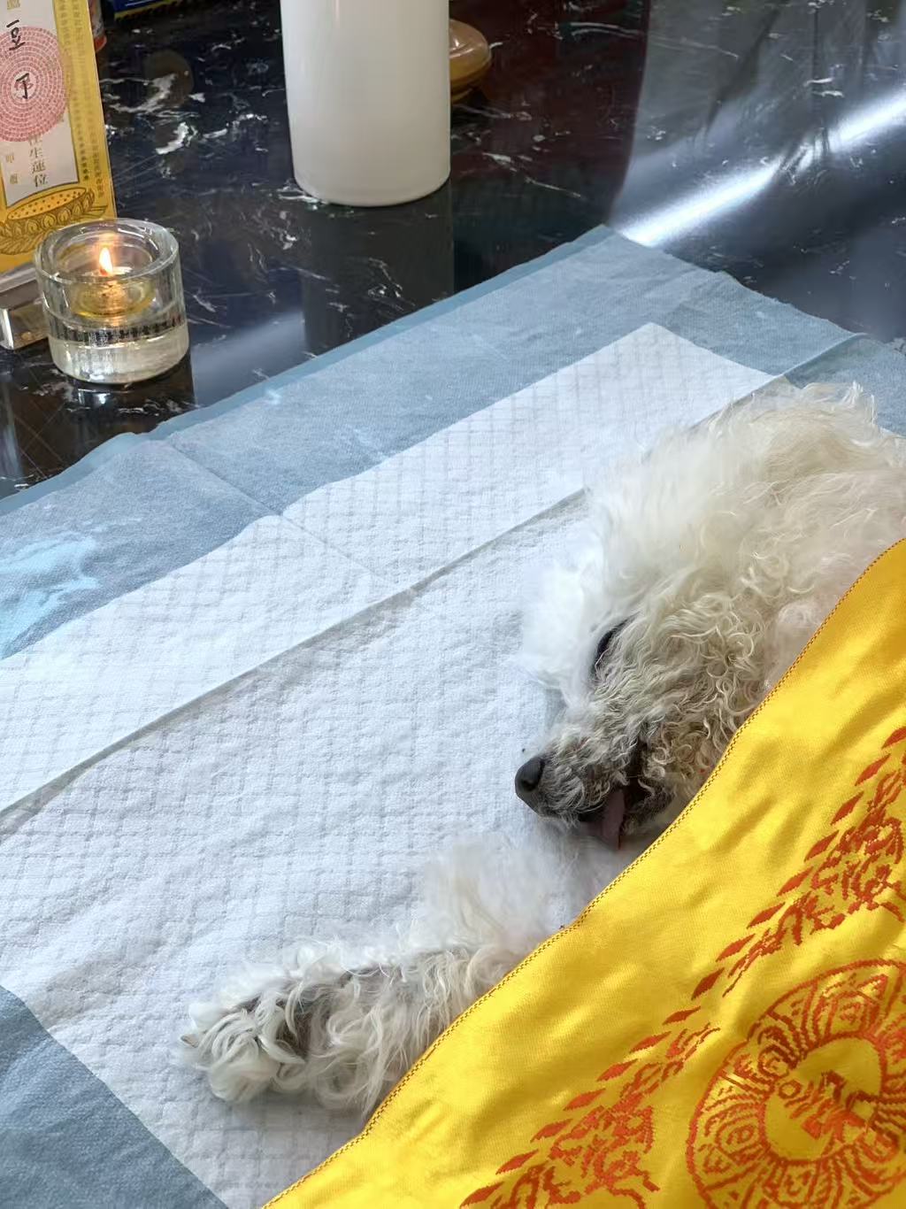 狗狗老死了怎么办配图