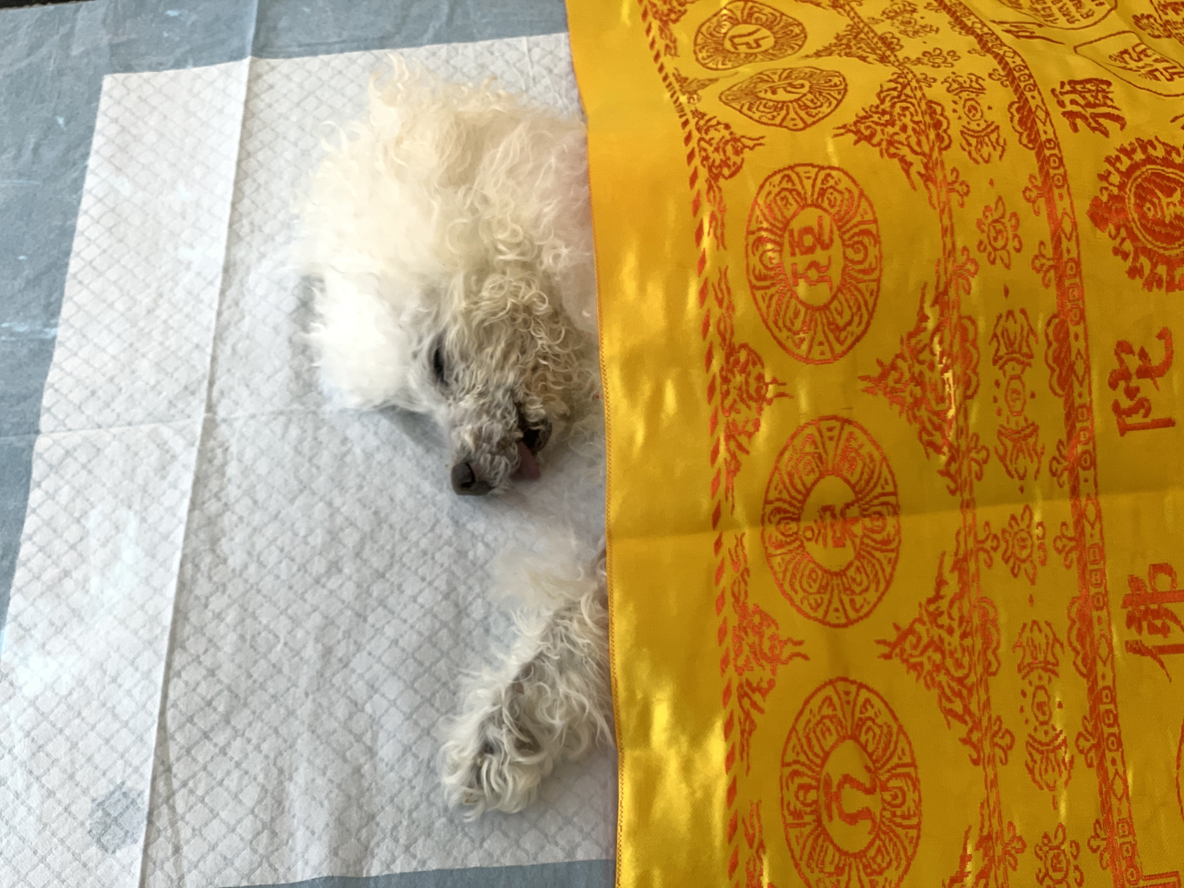 老猫临终护理