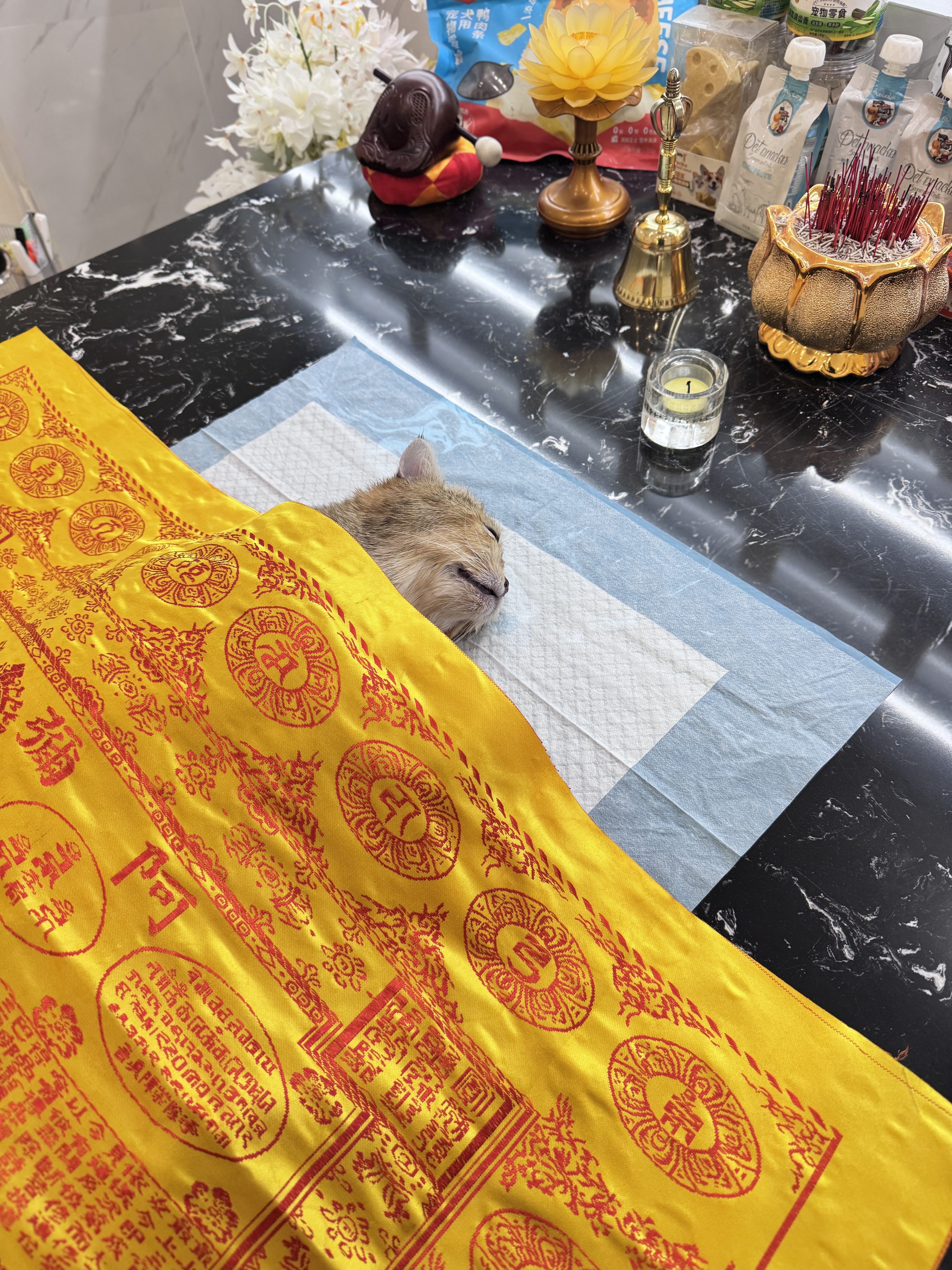 高龄宠物临终照顾