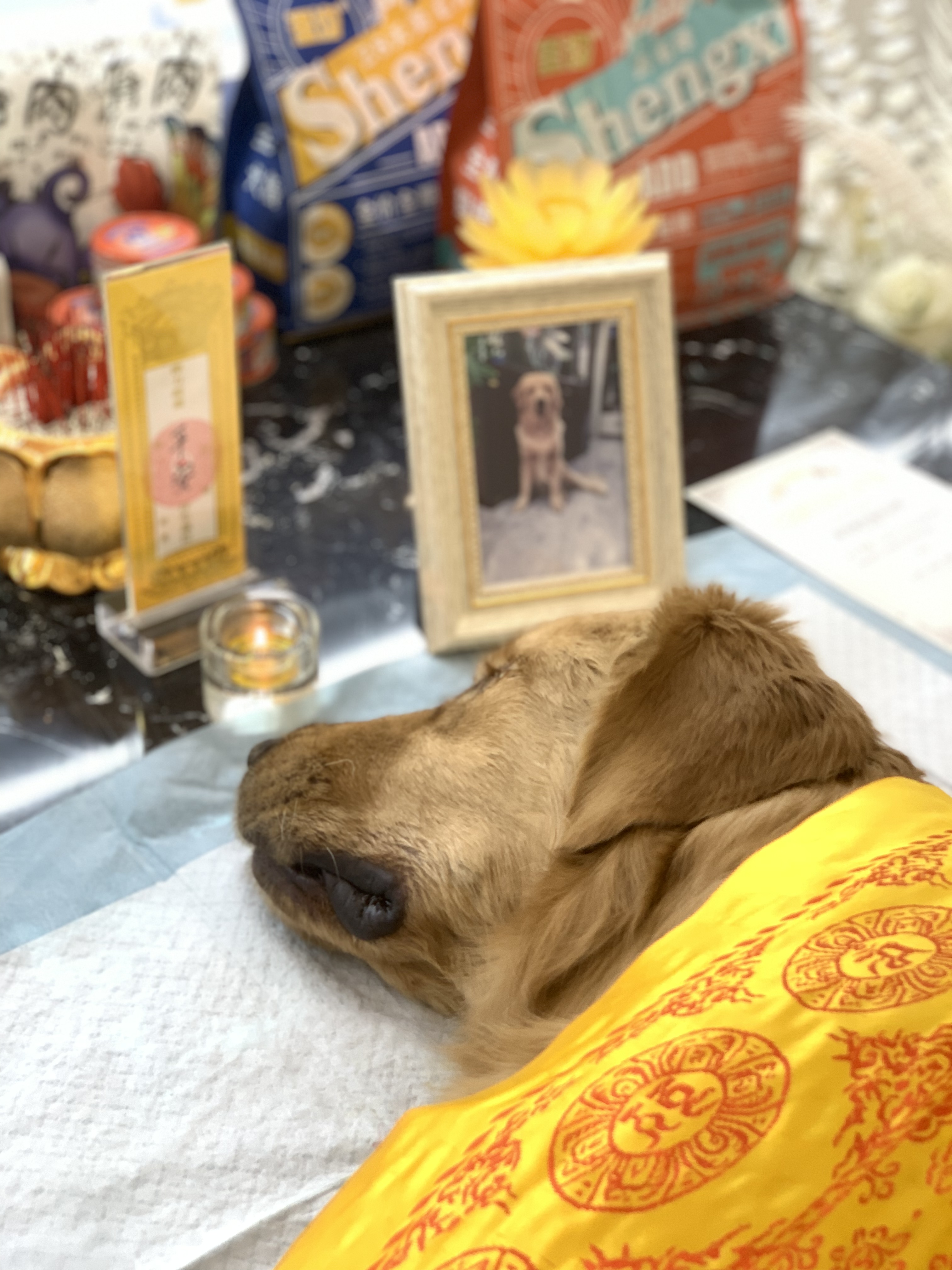 老狗去世怎么办