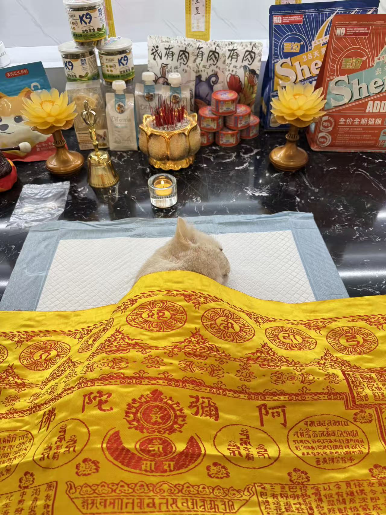 我的狗走了很难受怎么办配图