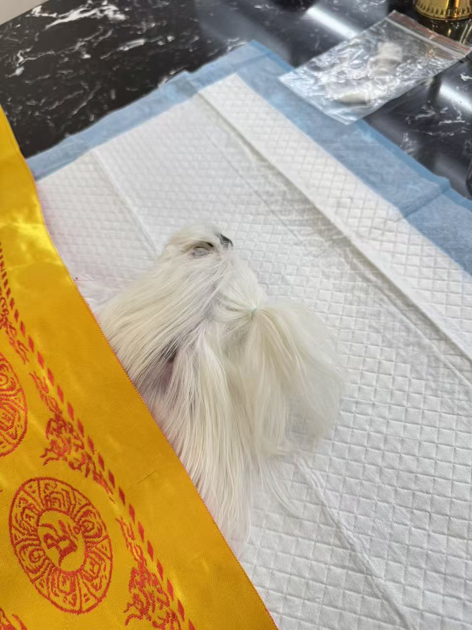 猫咪安乐死多少钱