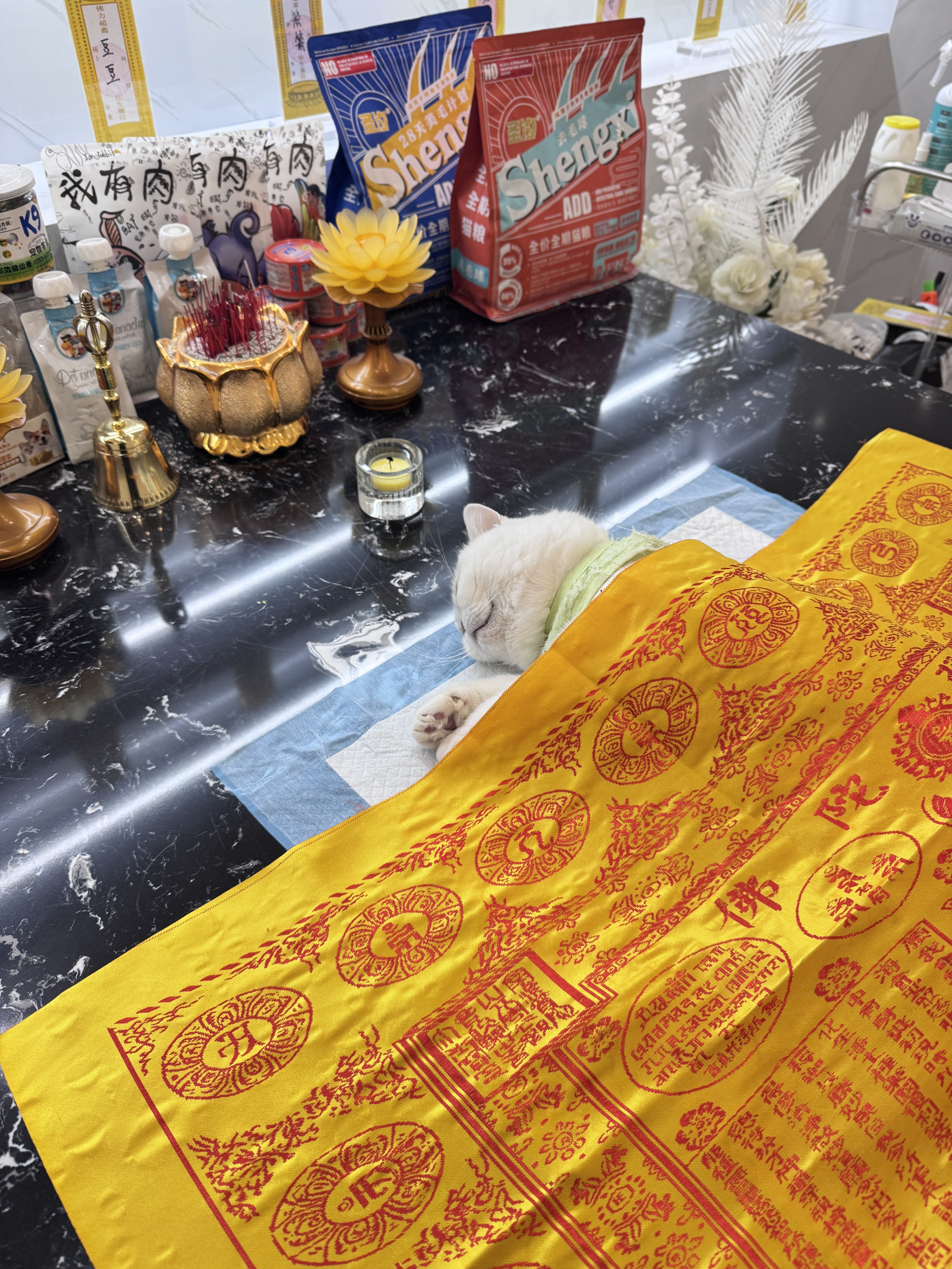 狗狗安乐死流程