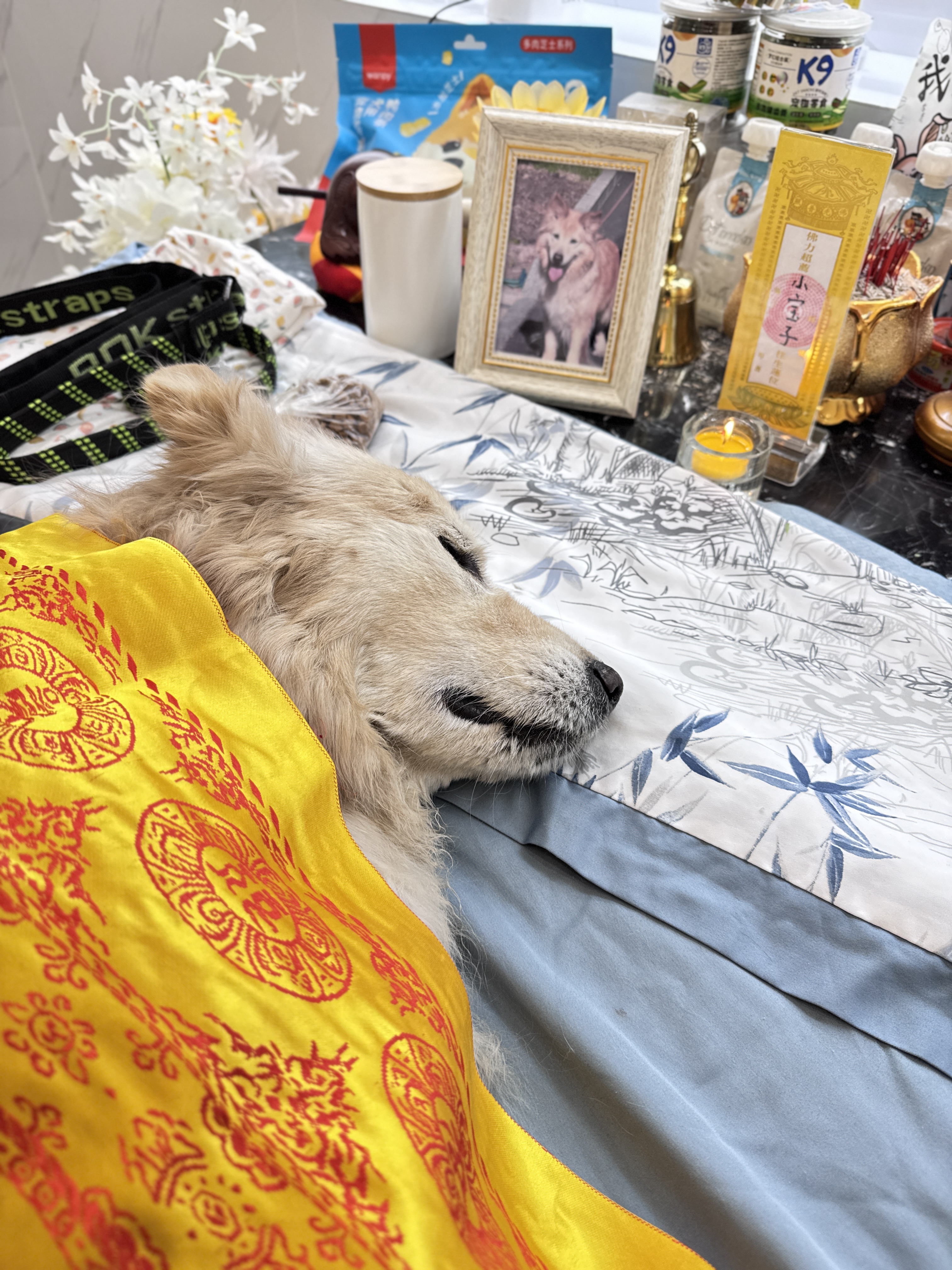 宠物无法治疗是否安乐