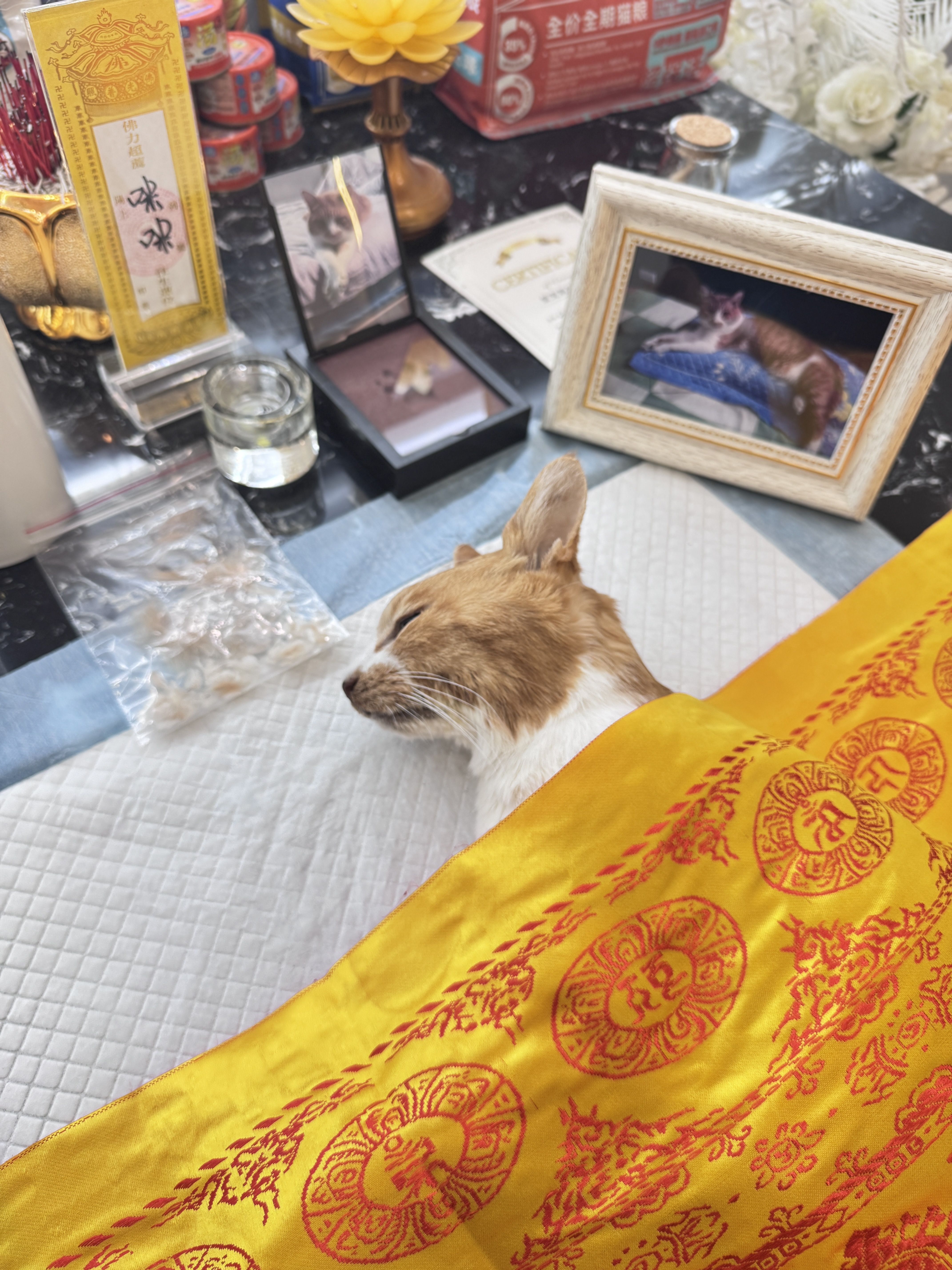狗狗安葬方式配图