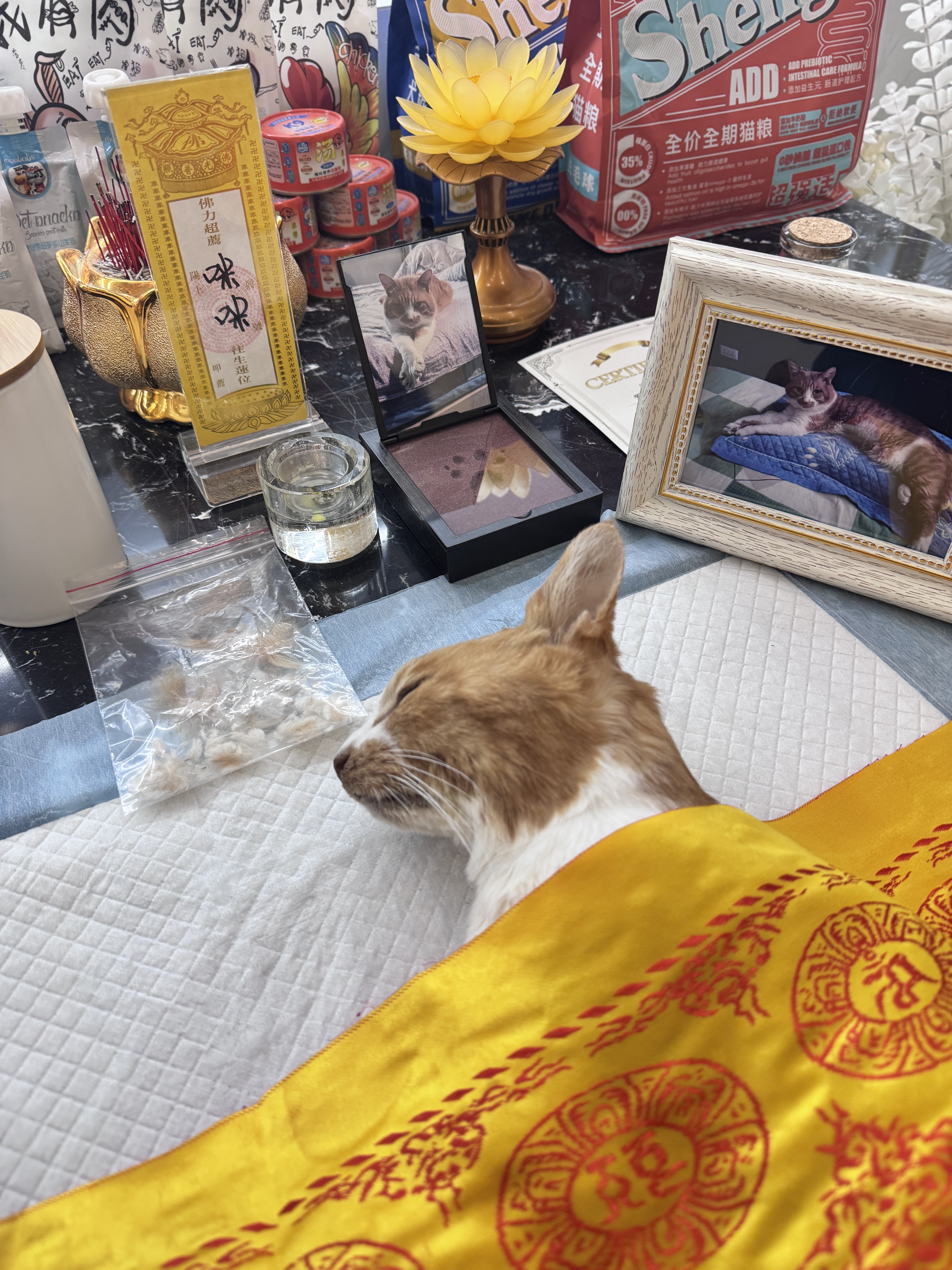 猫咪肾衰竭怎么办