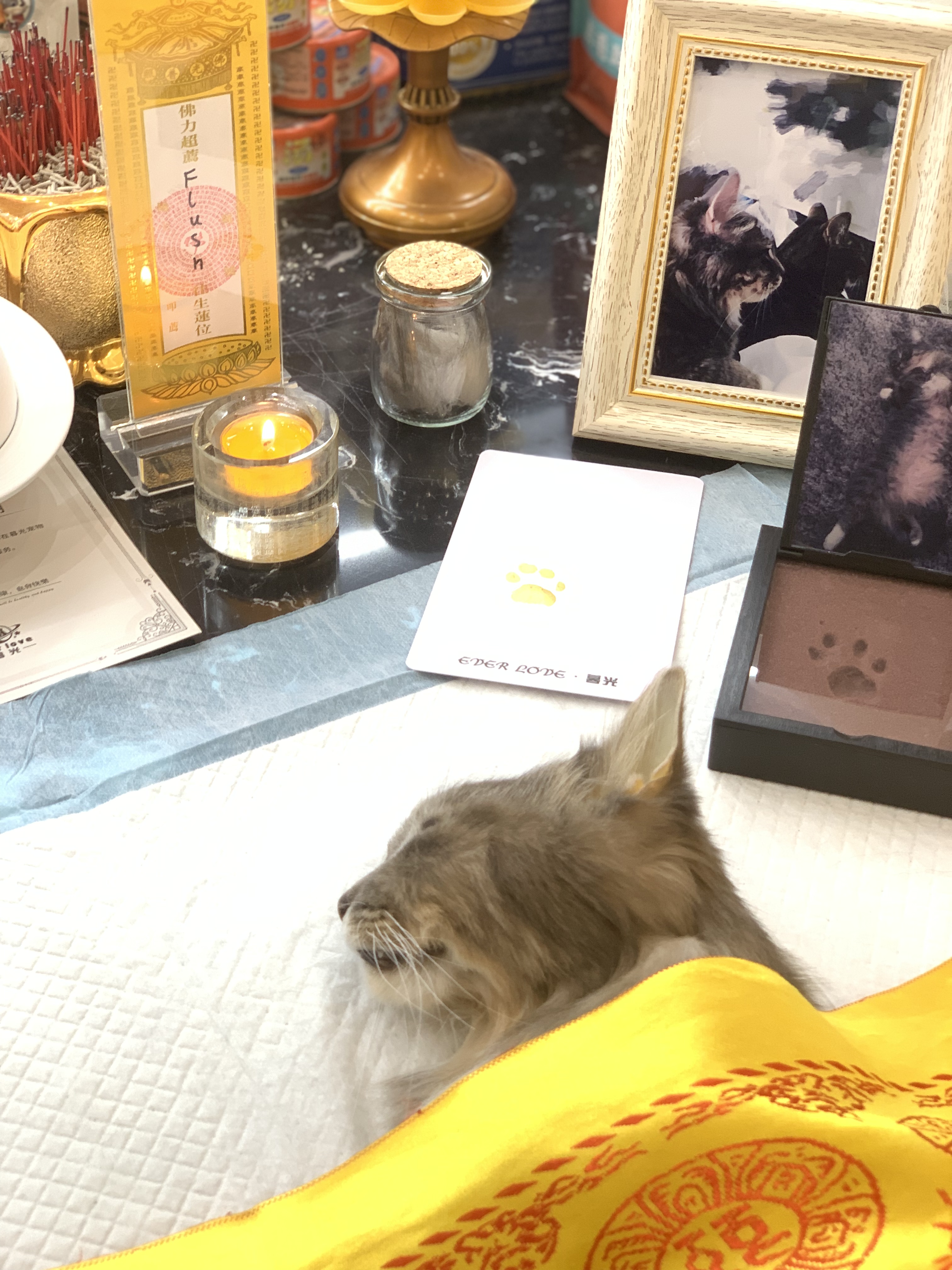 猫咪癌症晚期怎么办