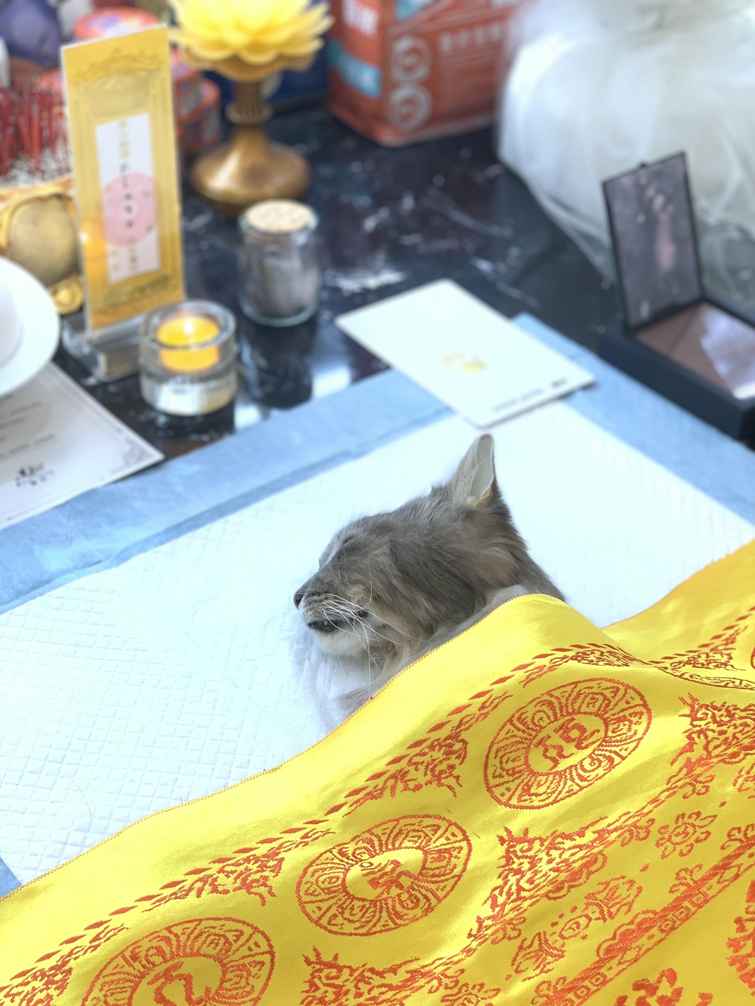 猫咪肿瘤晚期处理