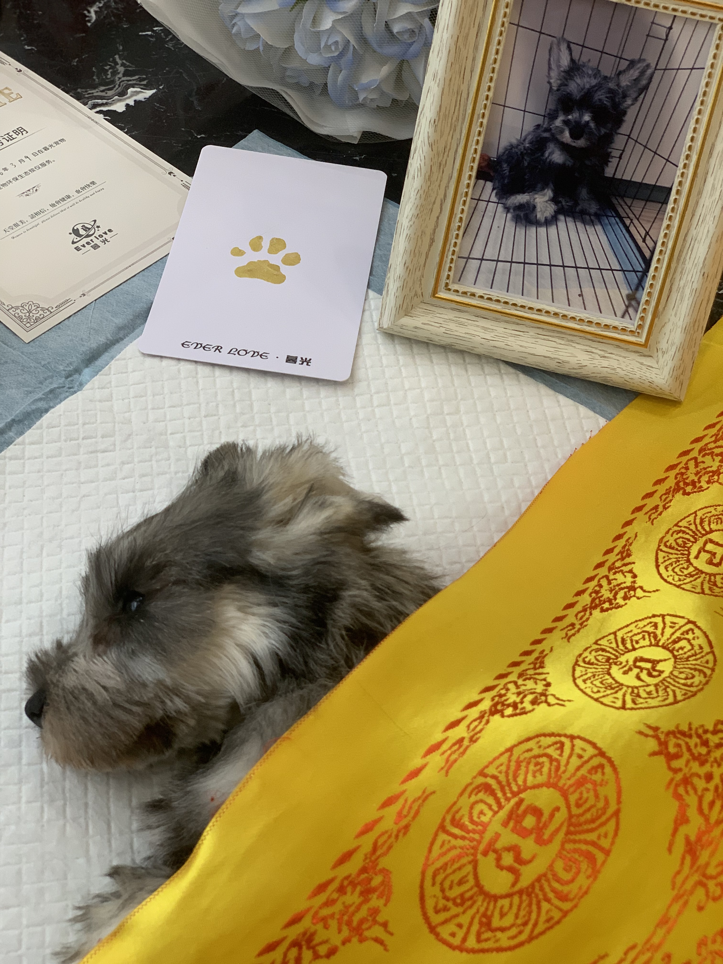 狗狗肾衰竭怎么办