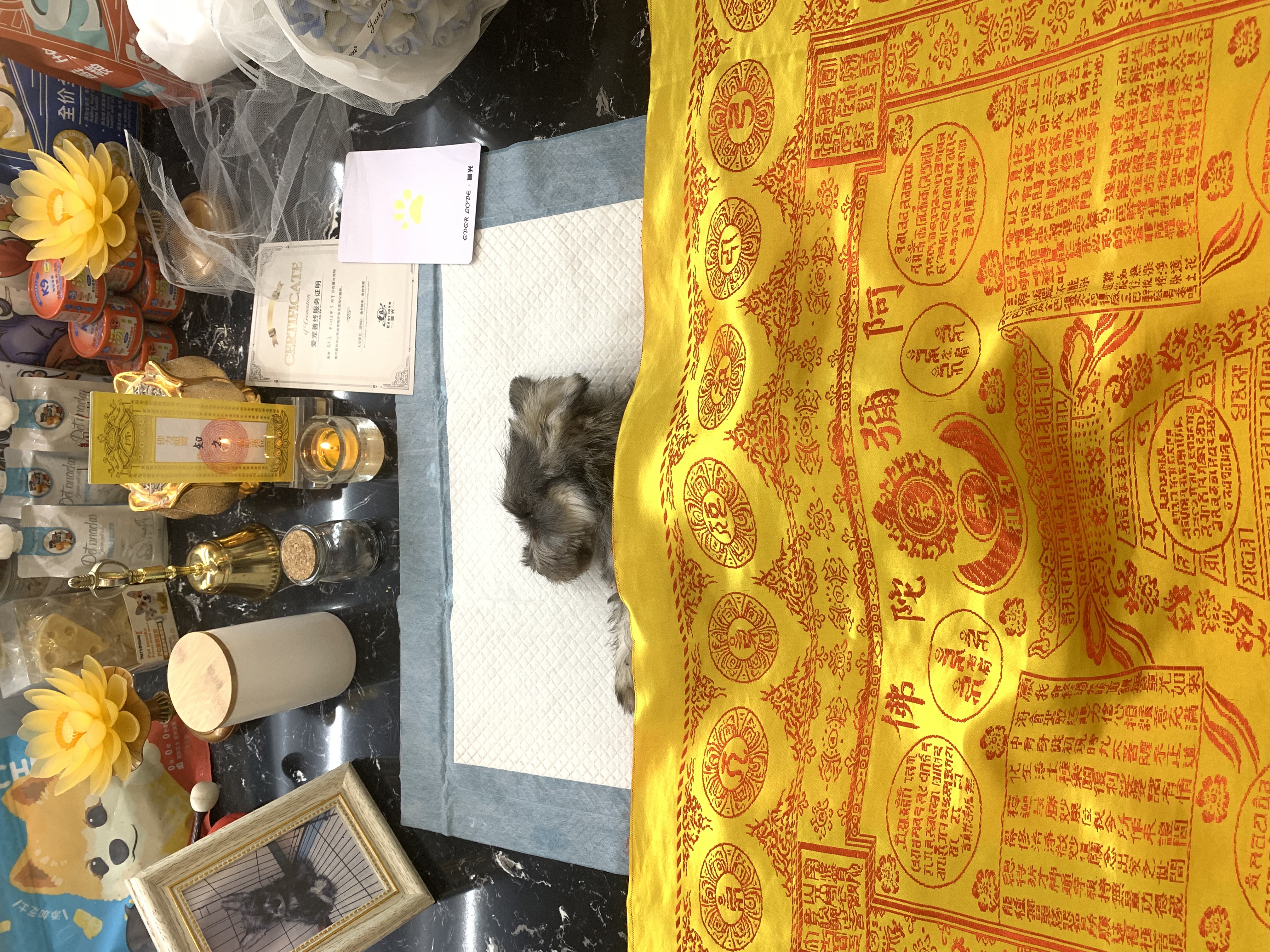 狗狗器官衰竭怎么办