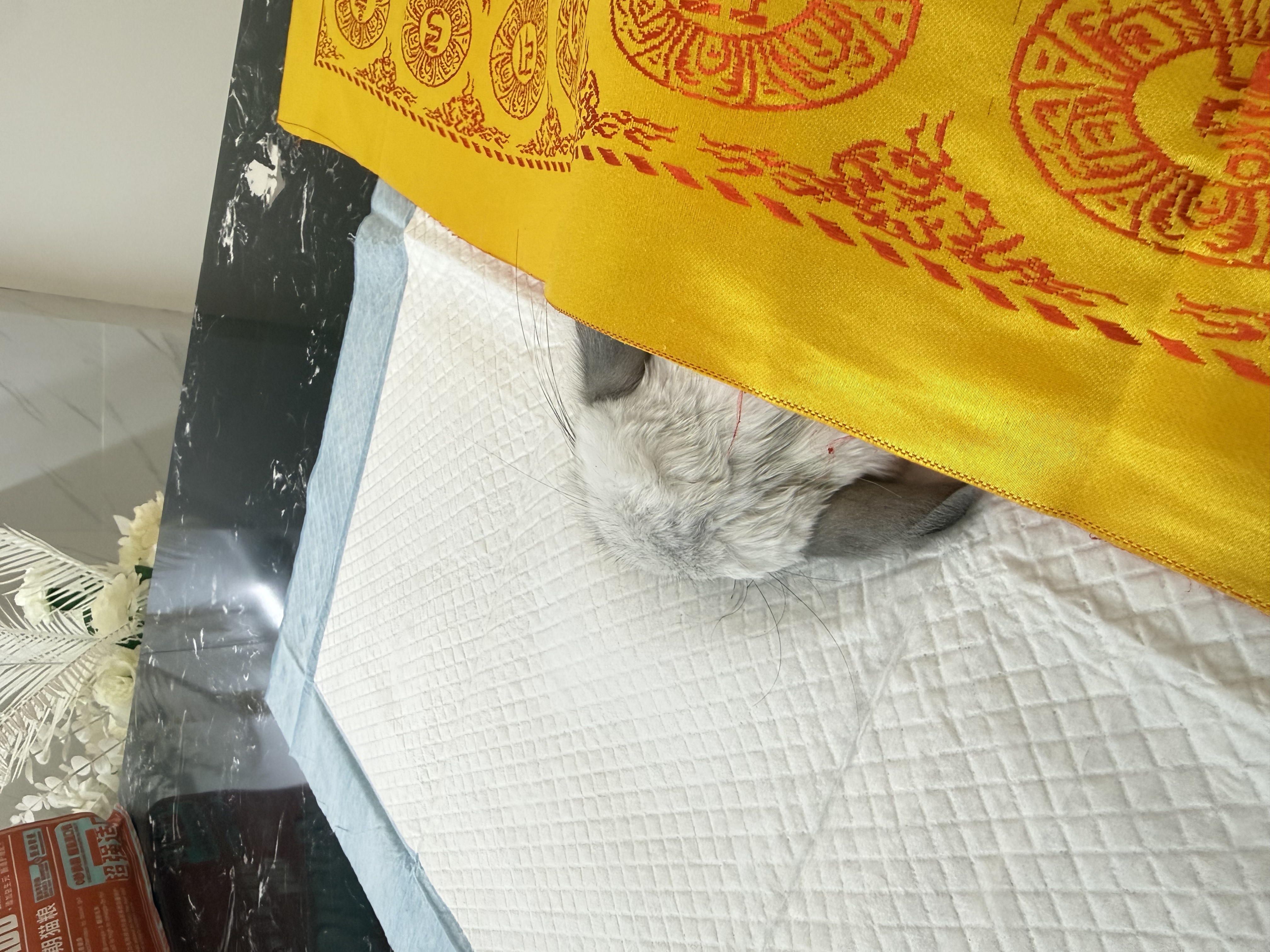 狗狗失去行动能力怎么办