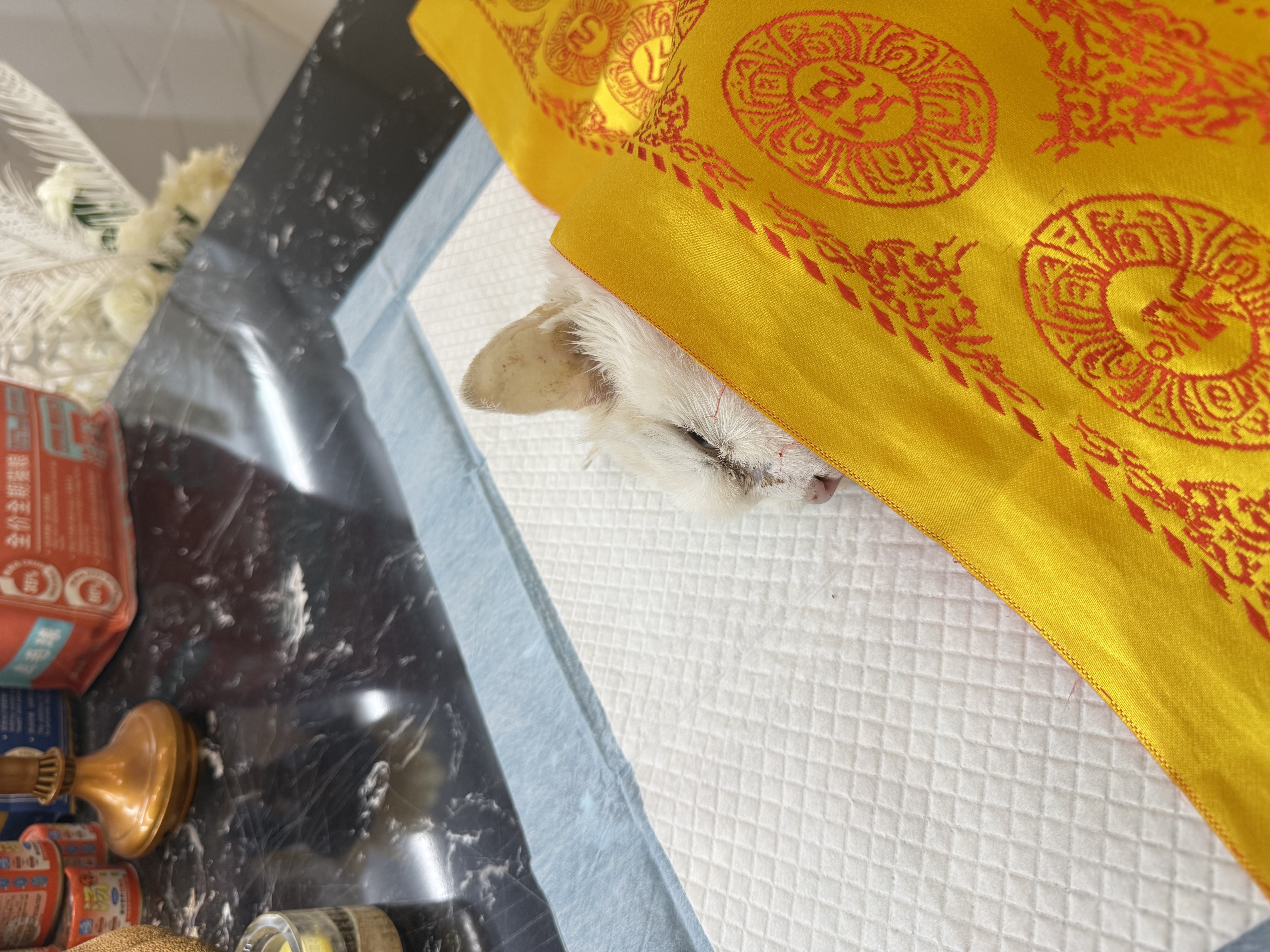 狗狗老年病怎么办