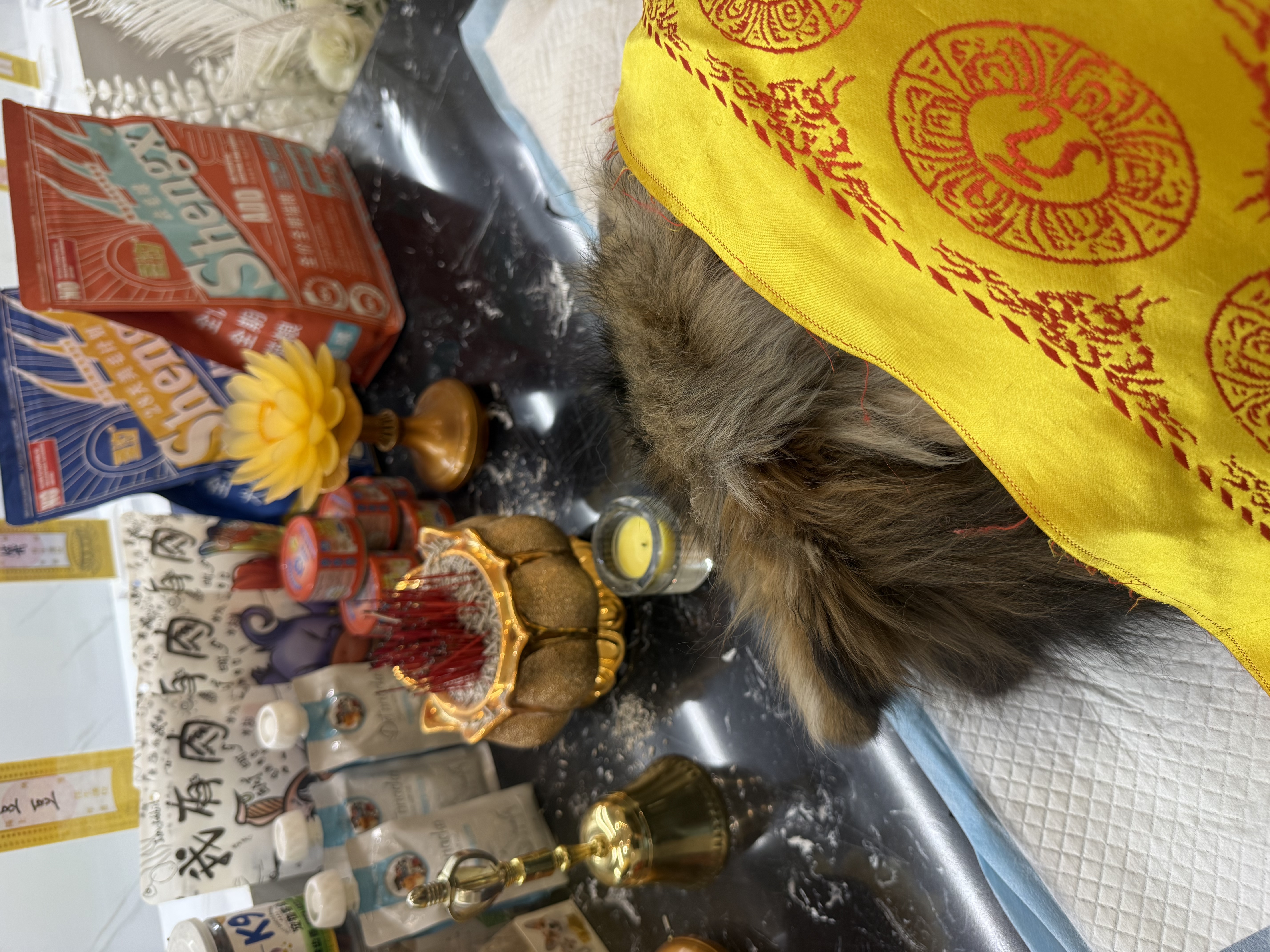 狗狗一宠一炉