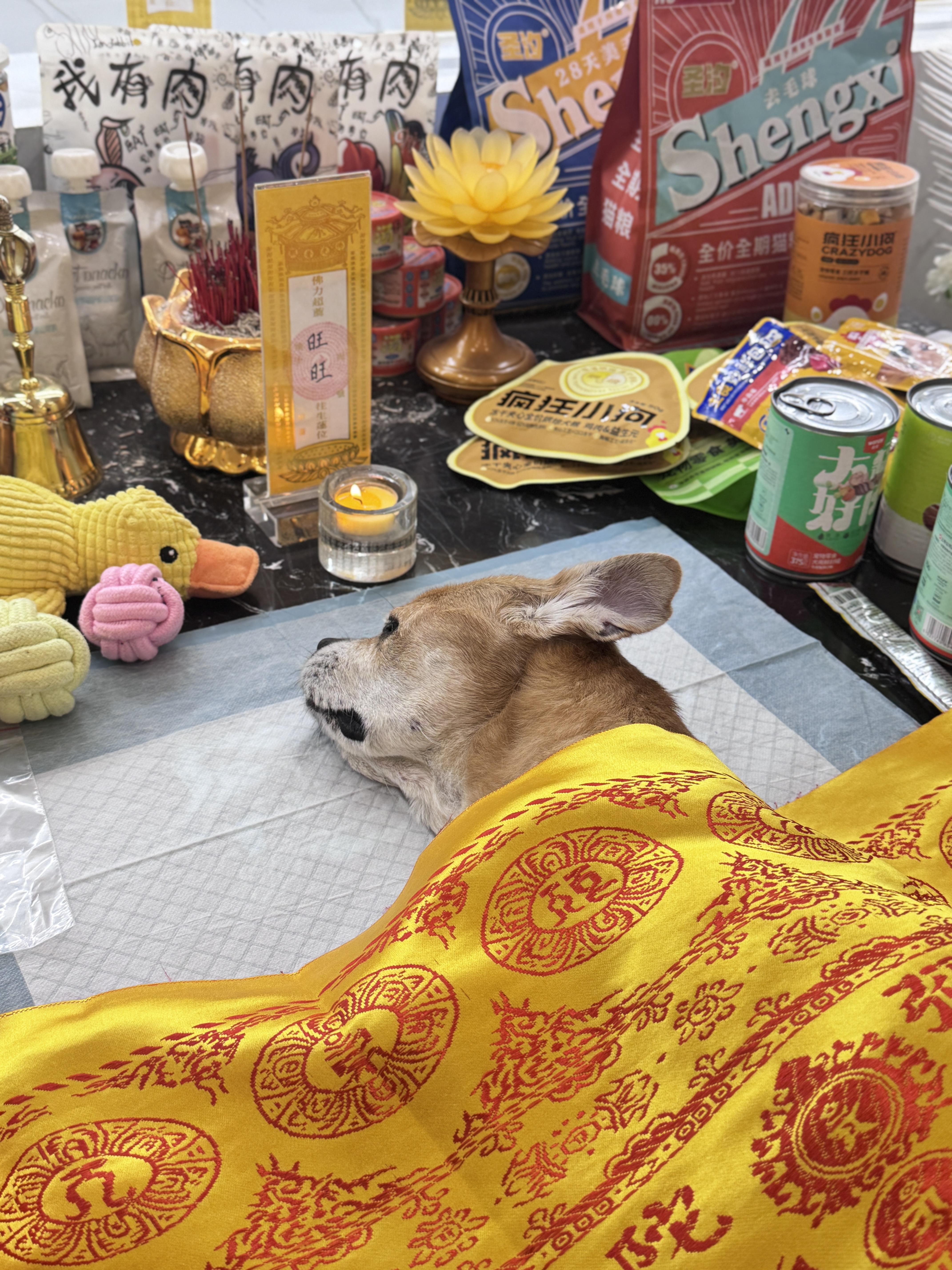 狗狗骨灰怎么保存