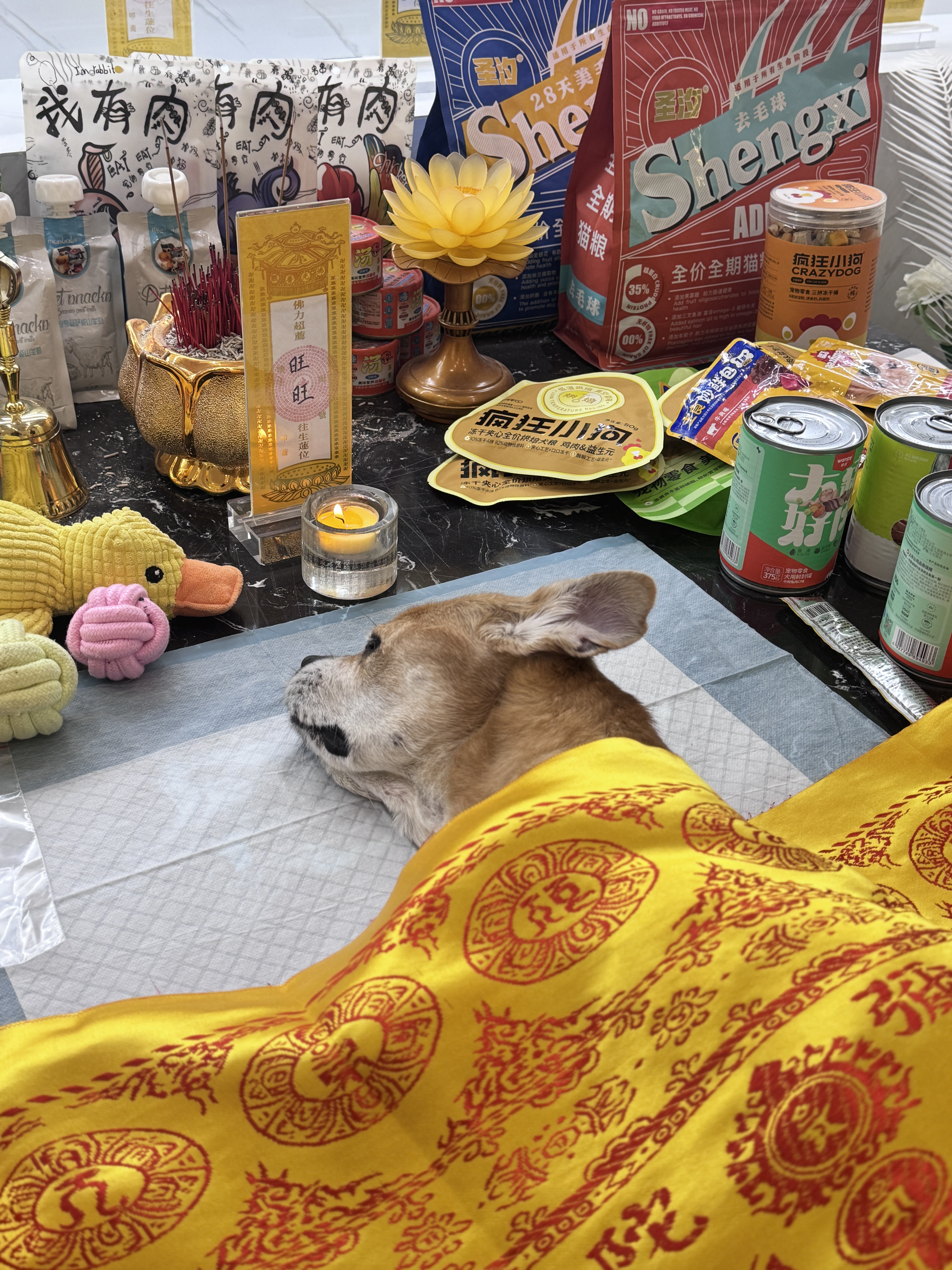 狗狗骨灰怎么保存配图