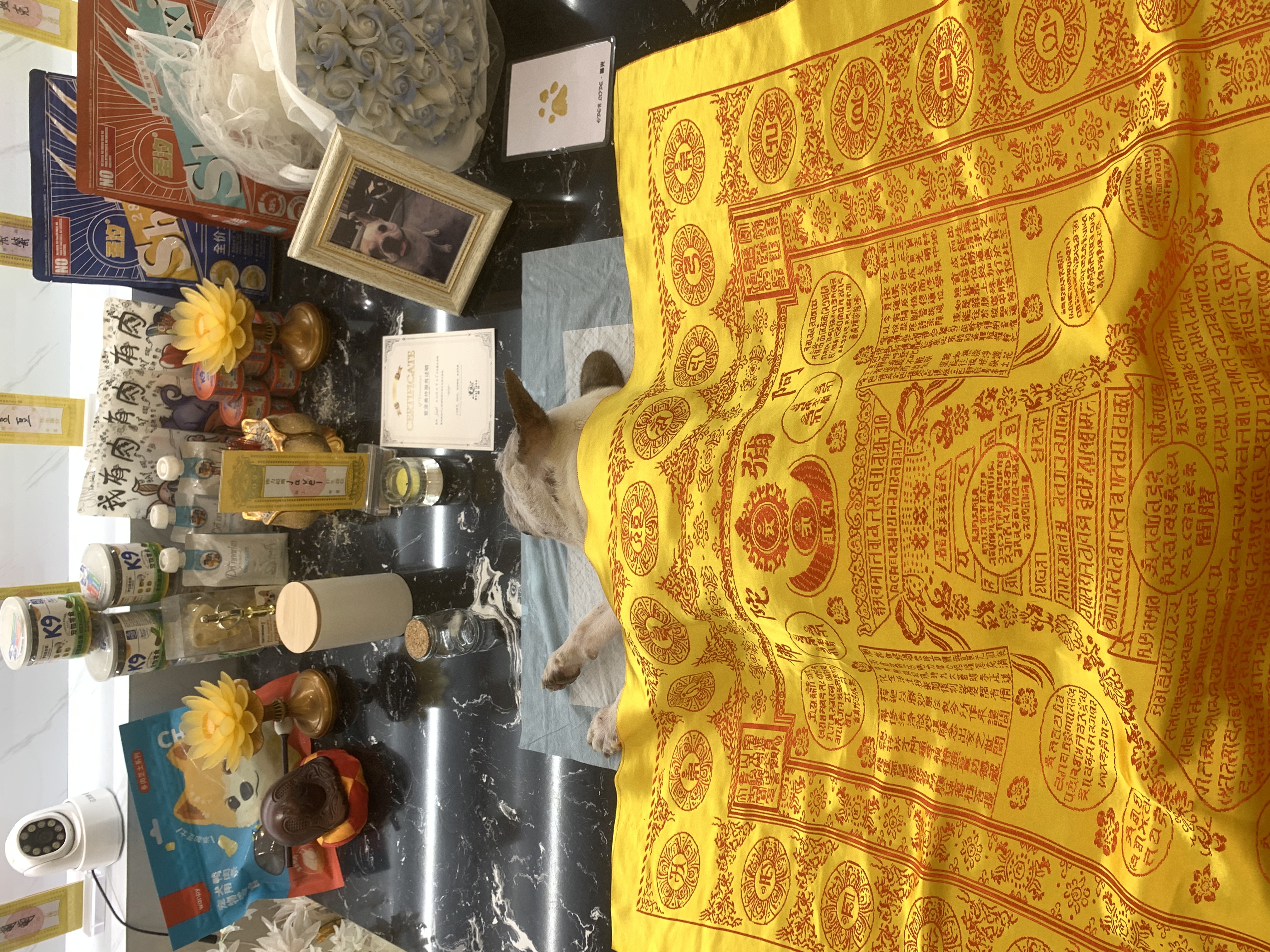狗狗毛发纪念配图