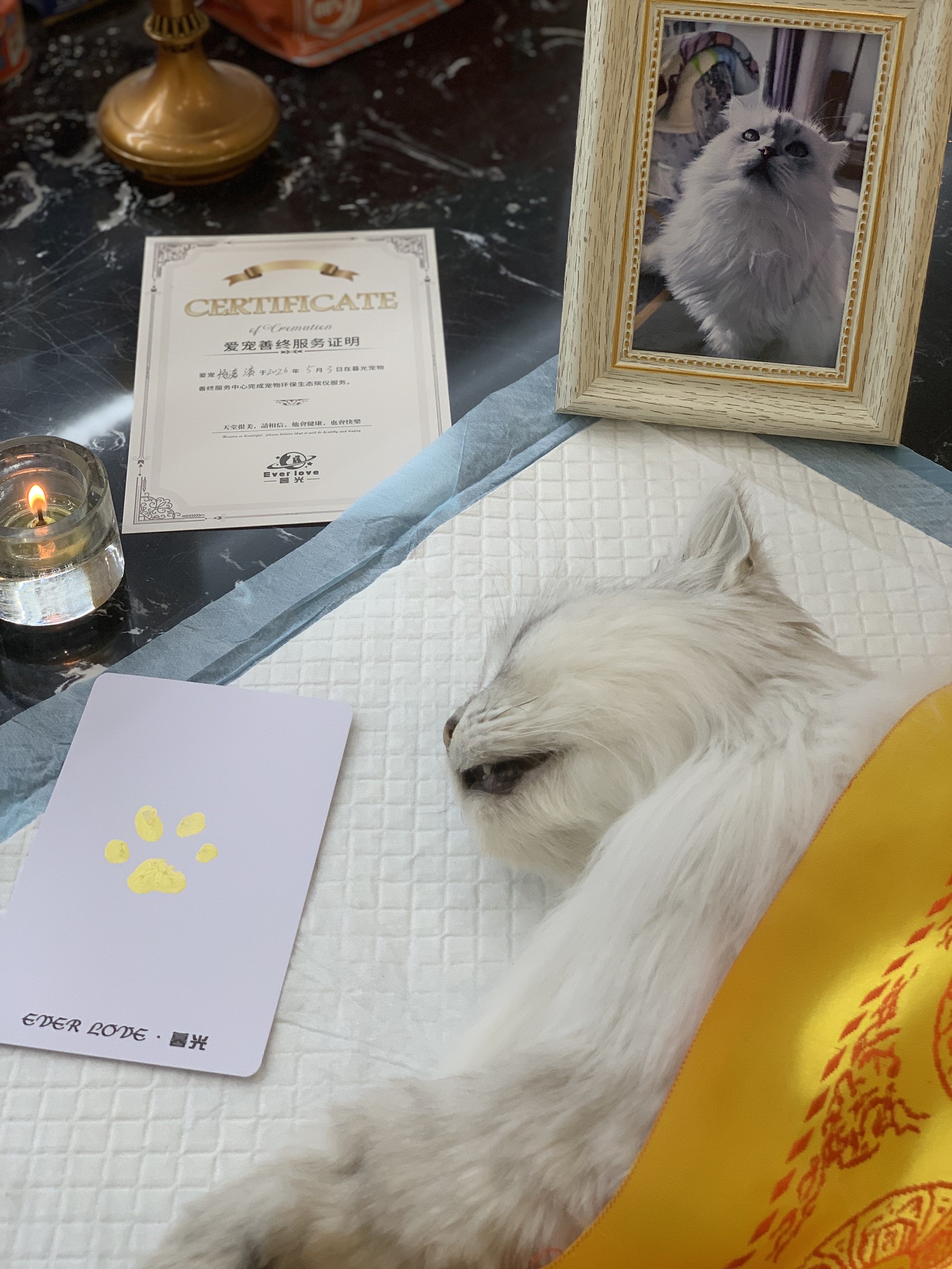 成都狗狗火化