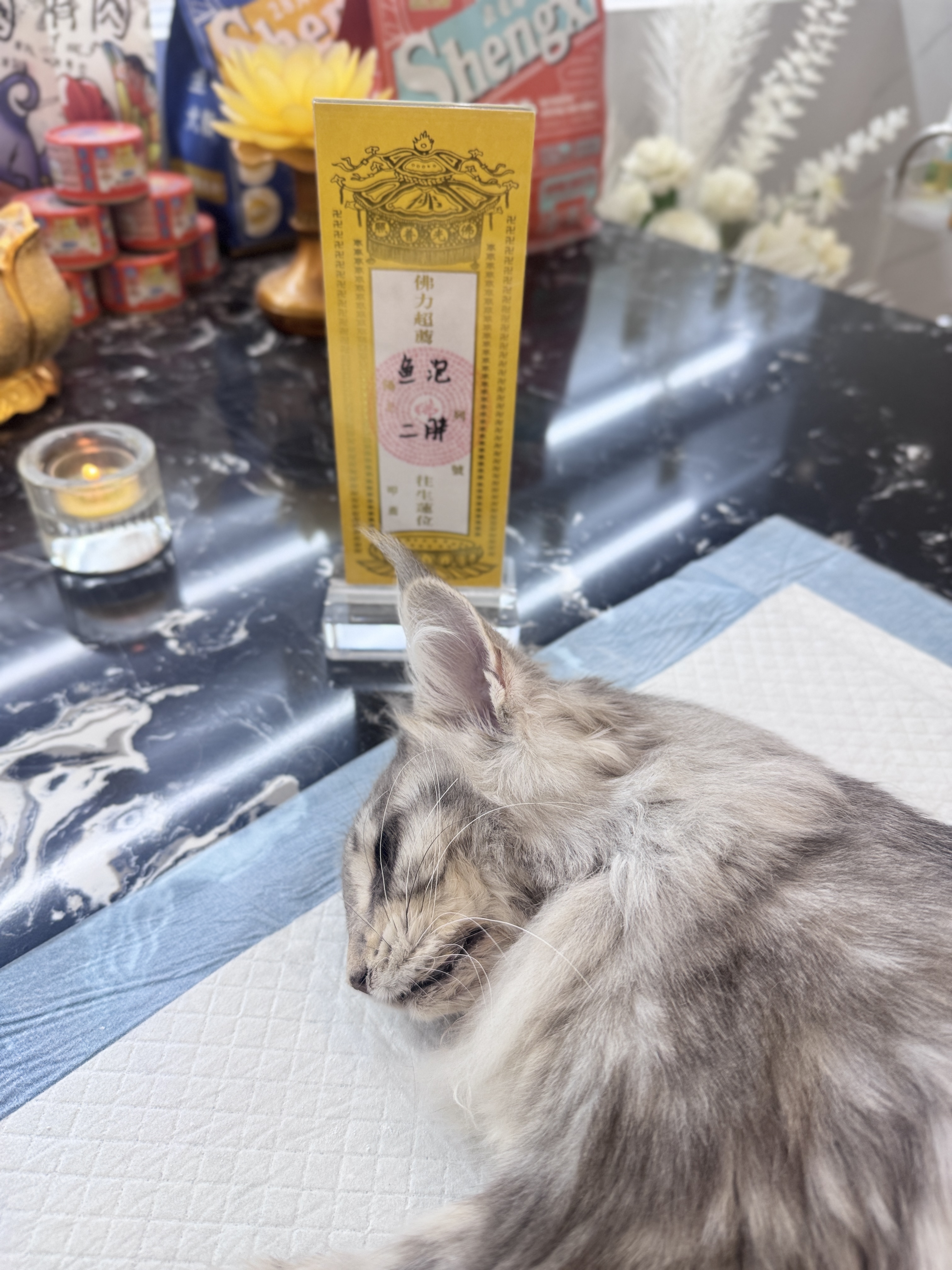 附近狗狗殡葬配图