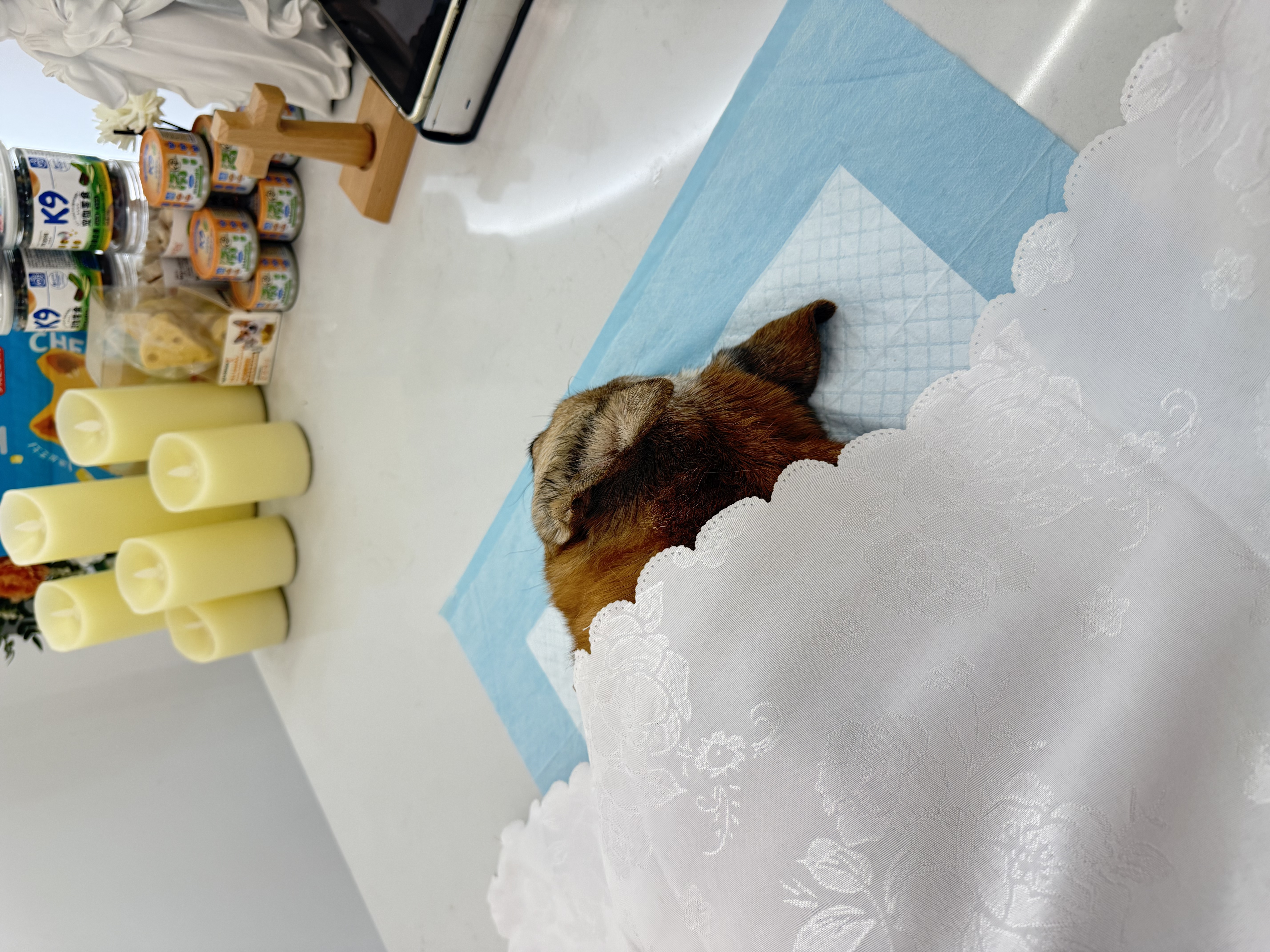 宠物火化完整流程