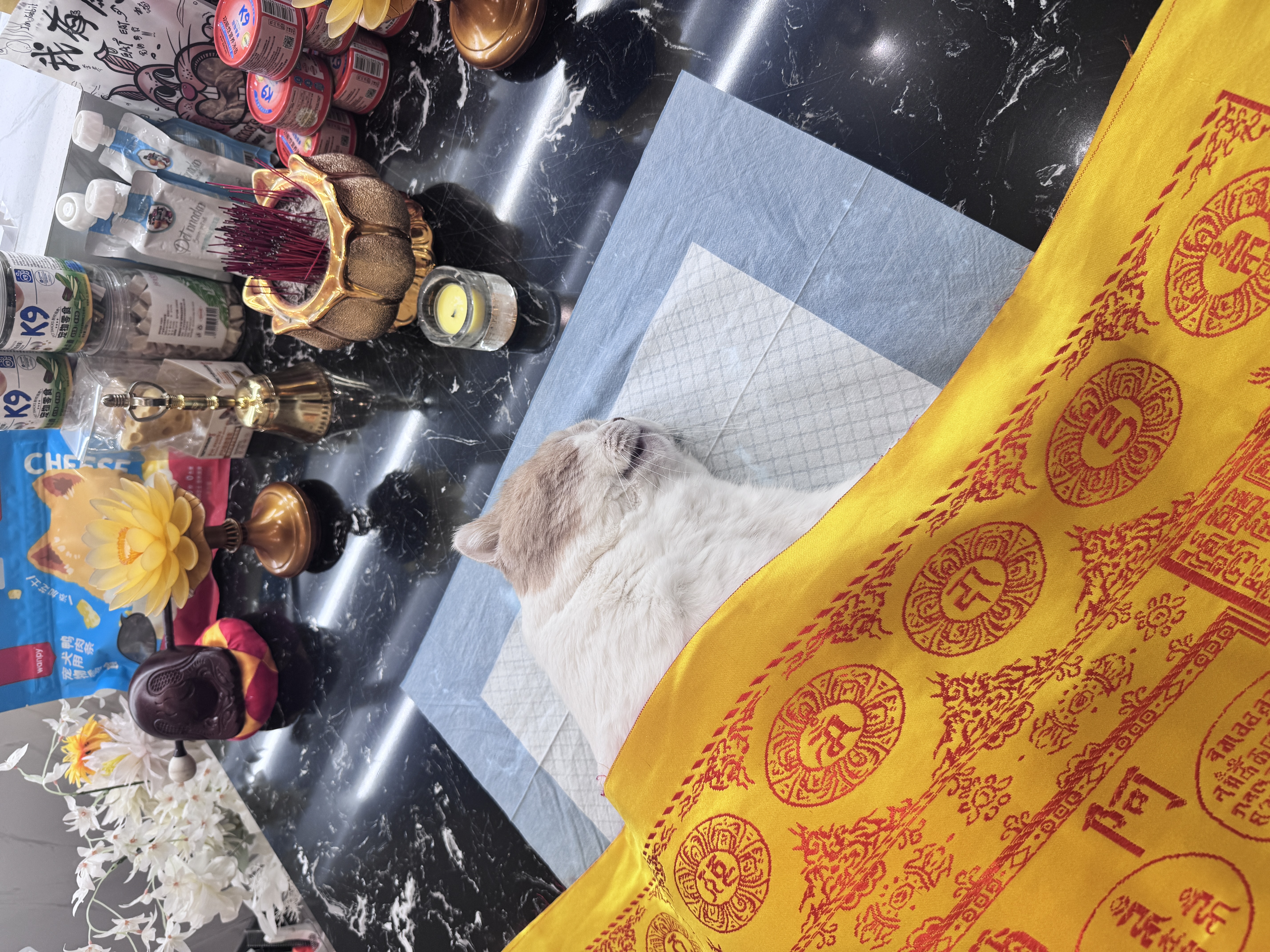 狗狗最后的体面是什么