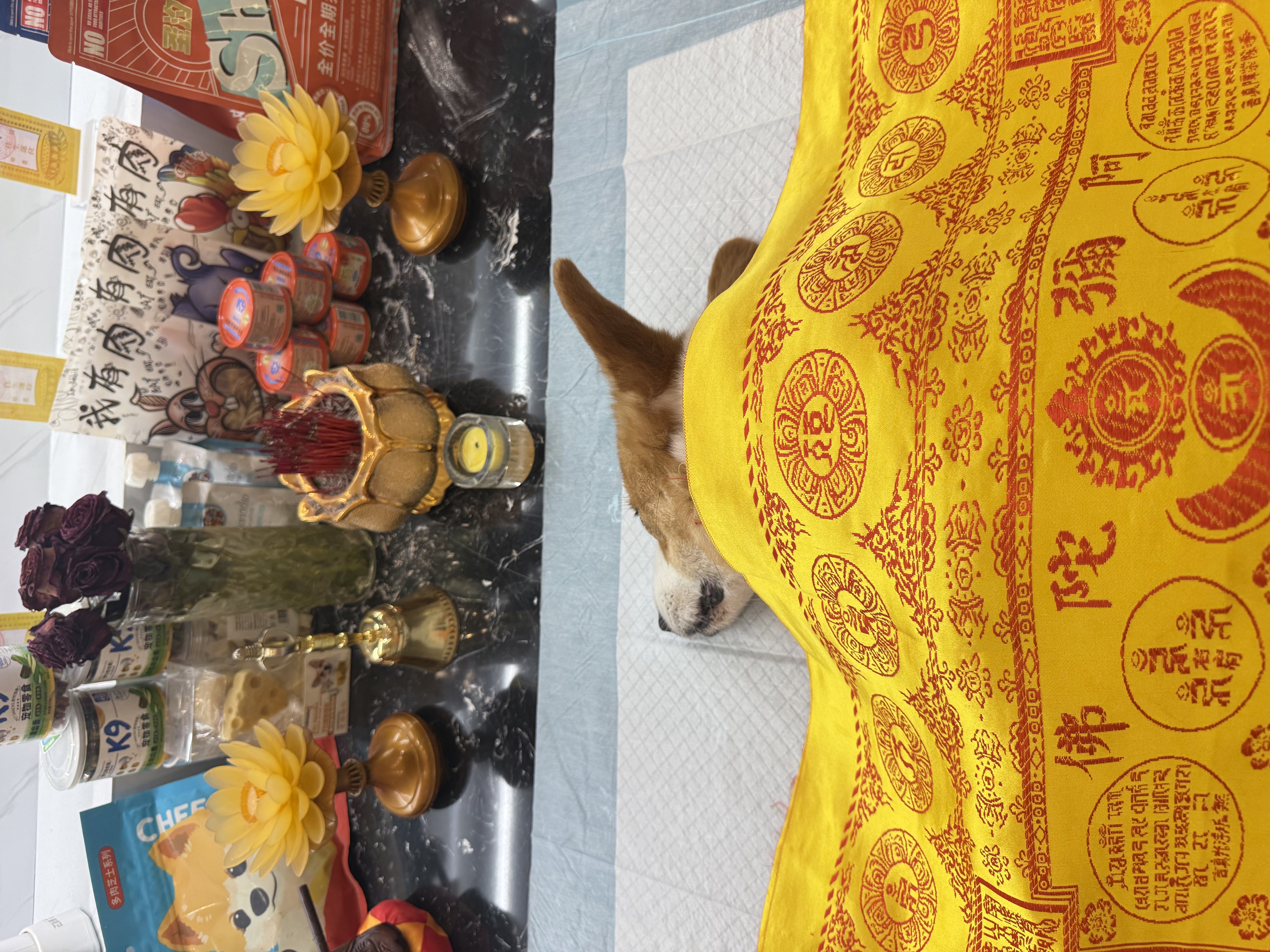 宠物安乐是什么意思配图