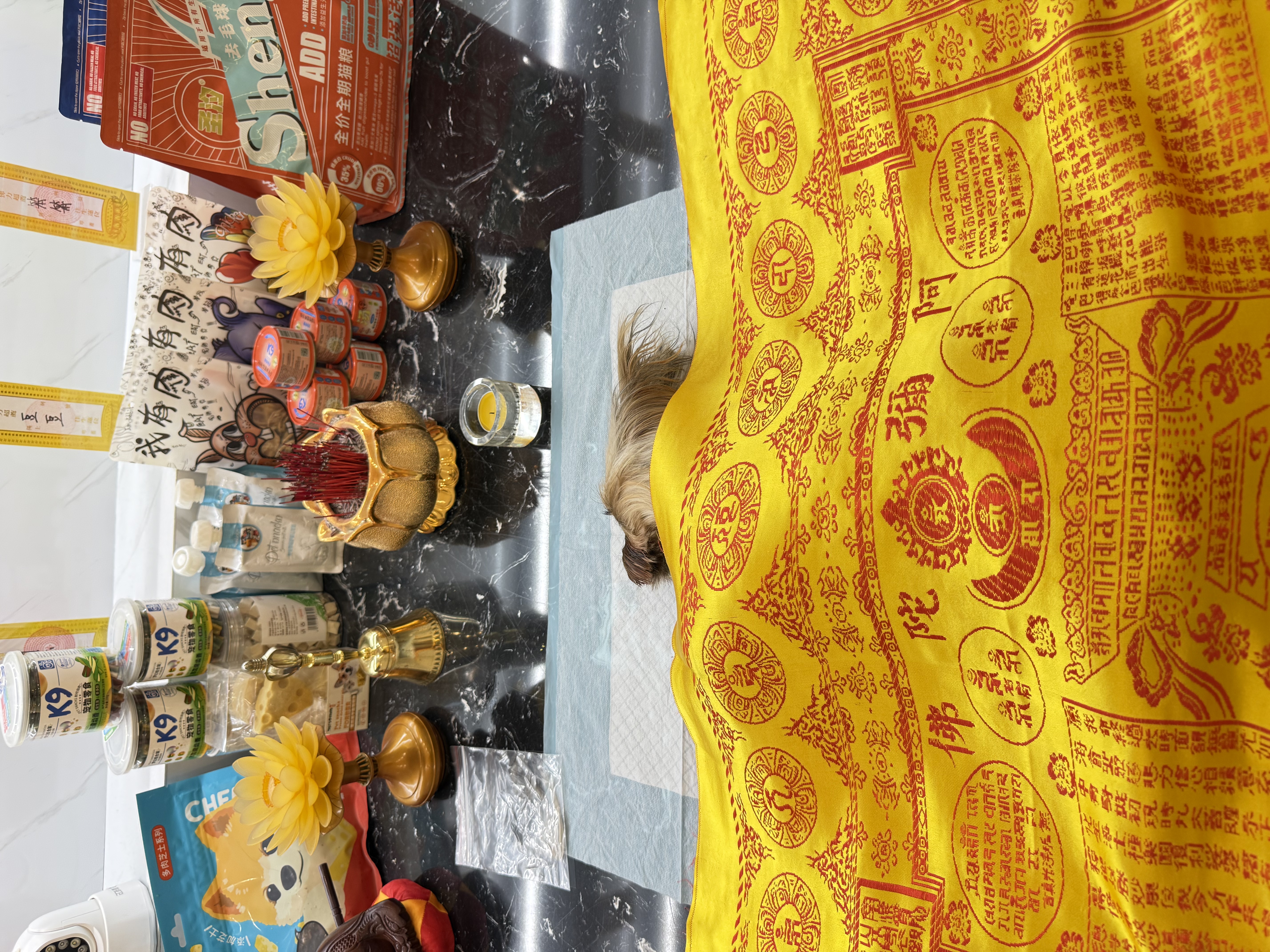 宠物安乐会痛苦吗配图