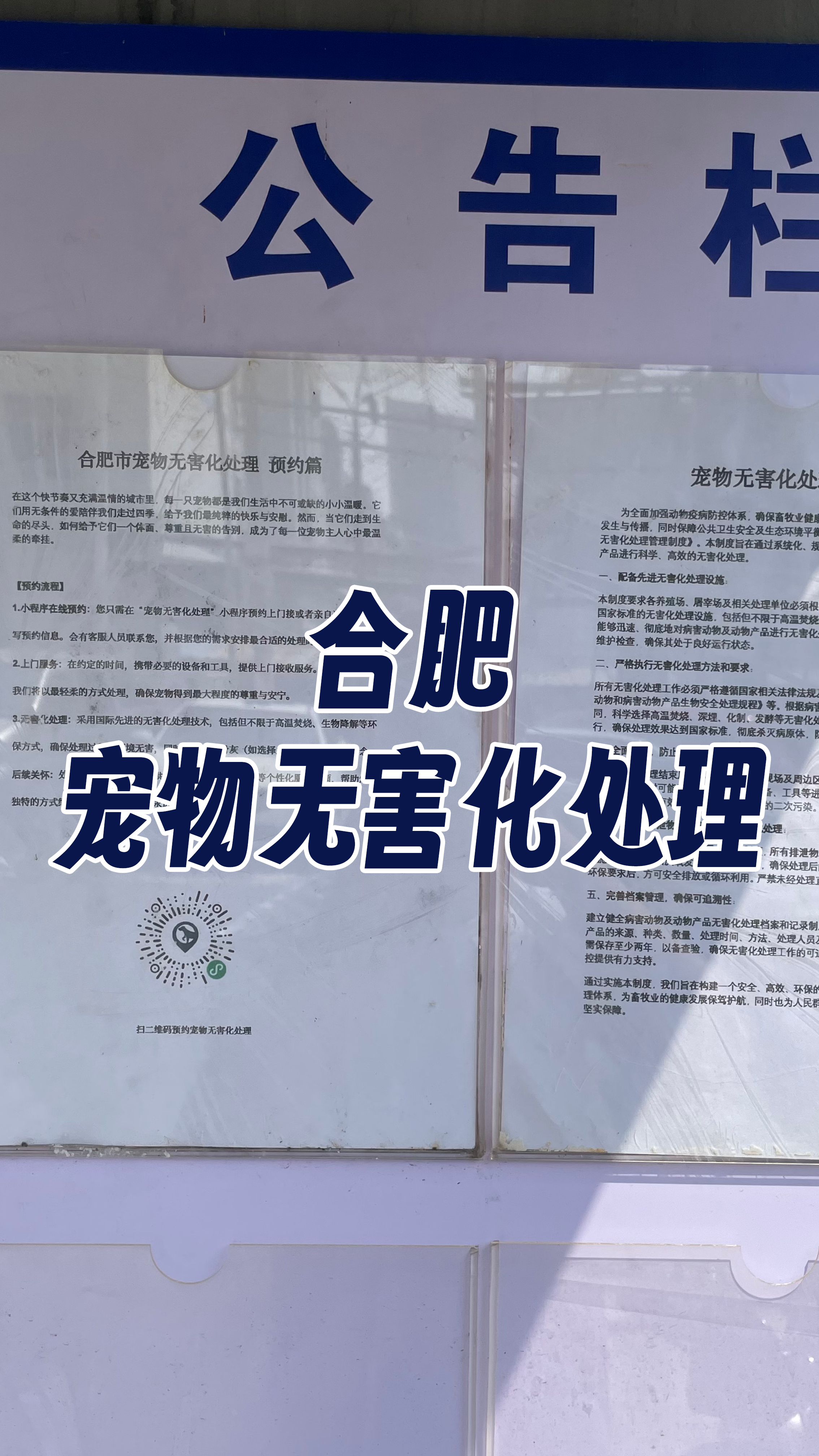 城区宠摆渡服务