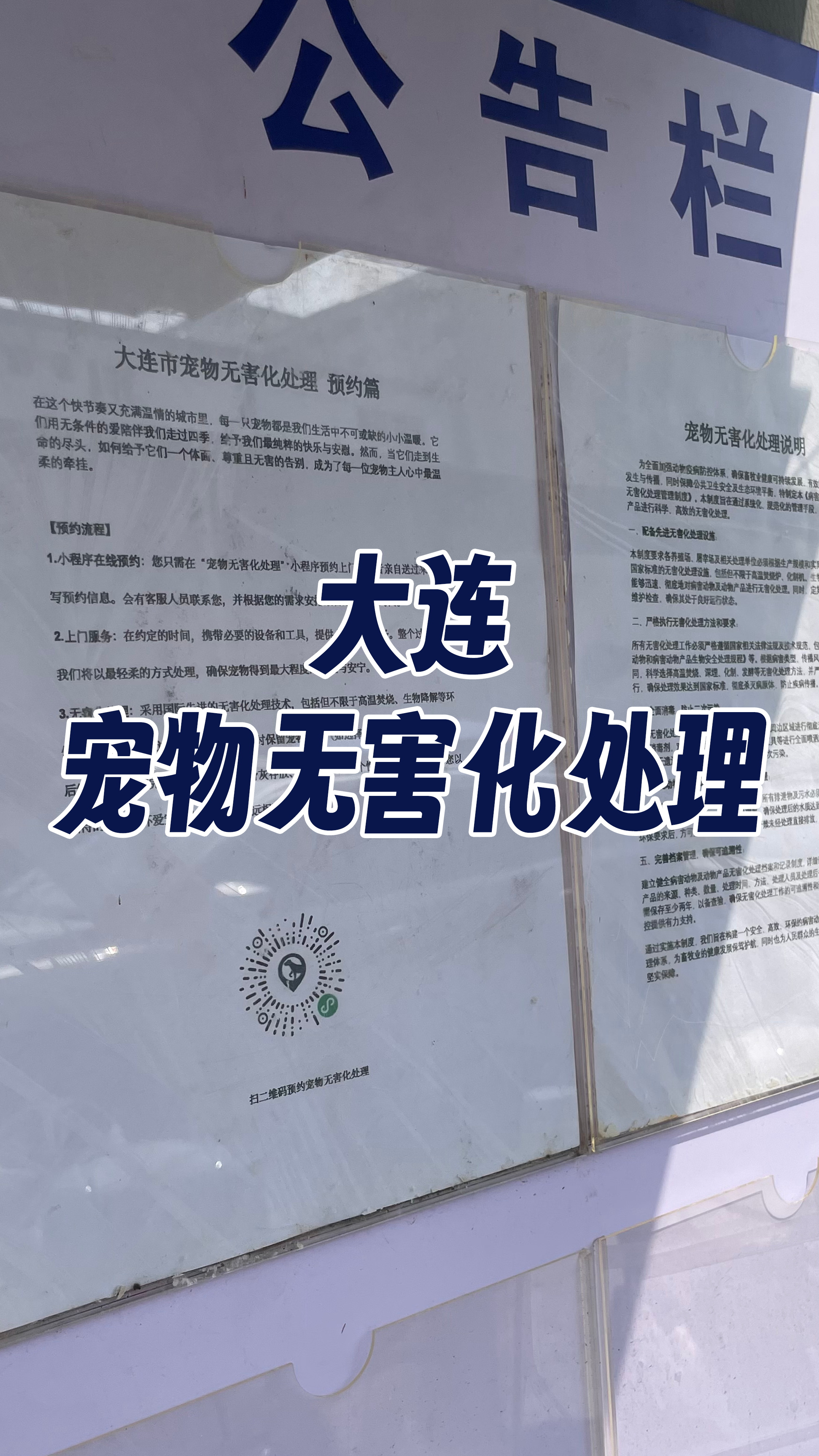 城区宠物接运服务