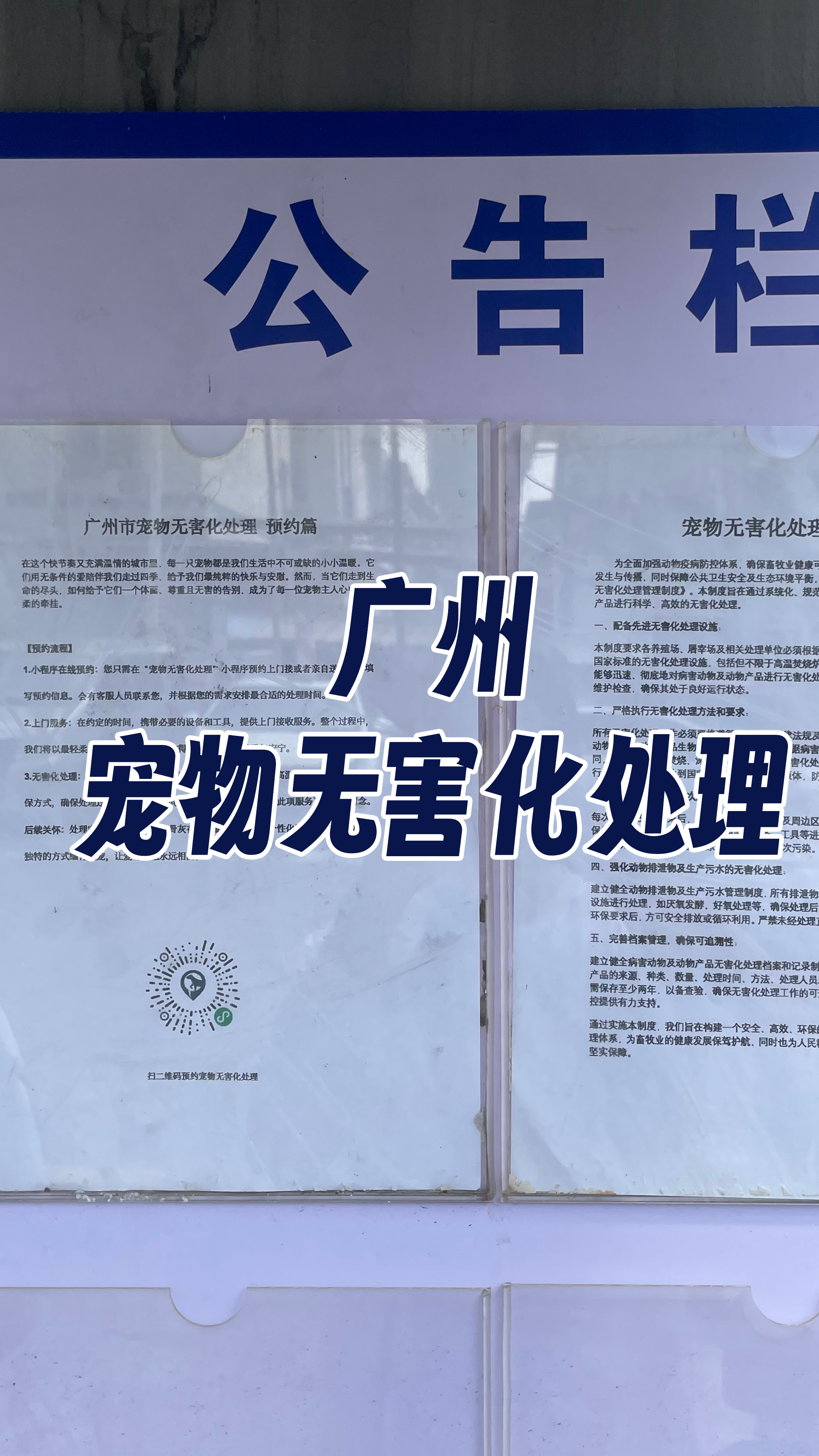 海丰宠摆渡服务