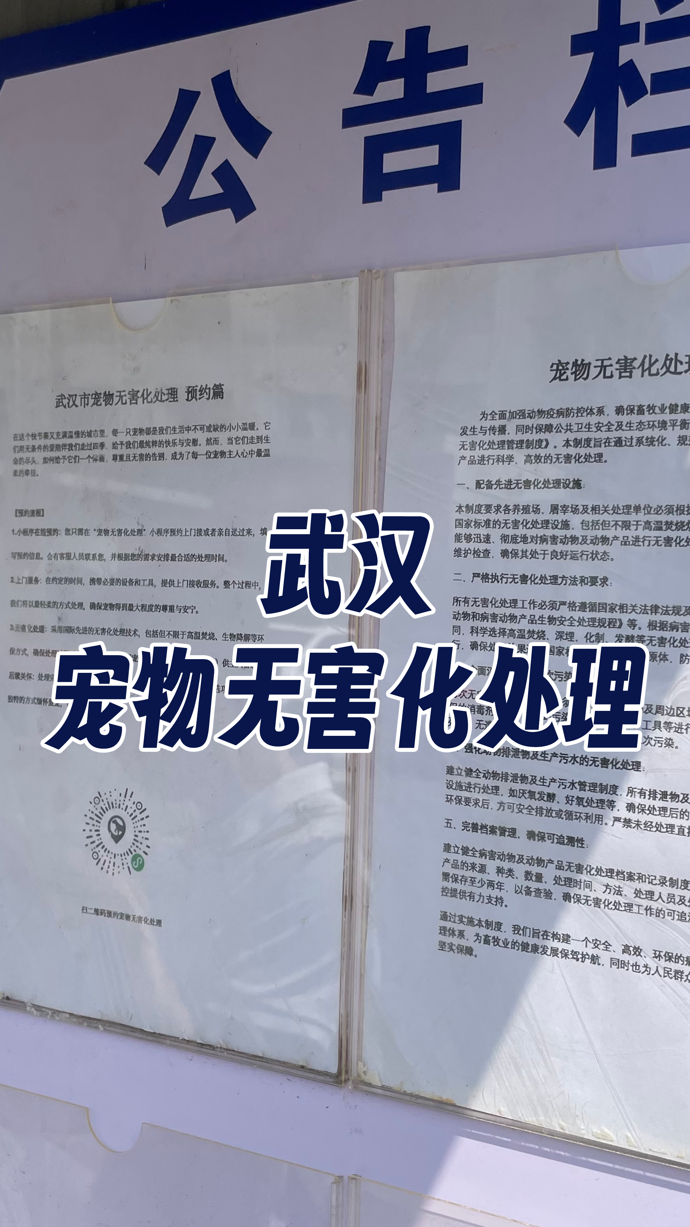 陆河宠物无害化