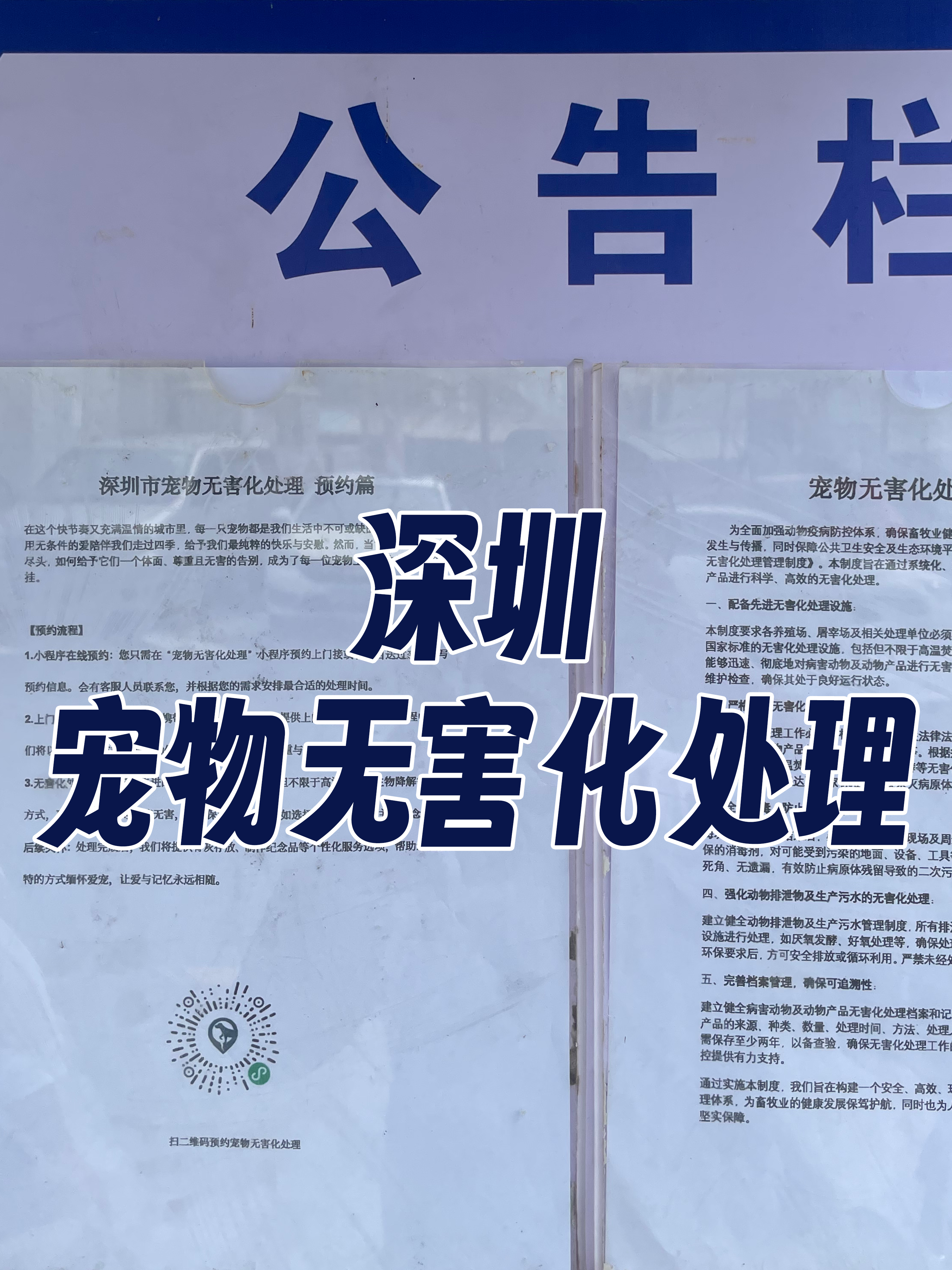 陆河宠物接运服务