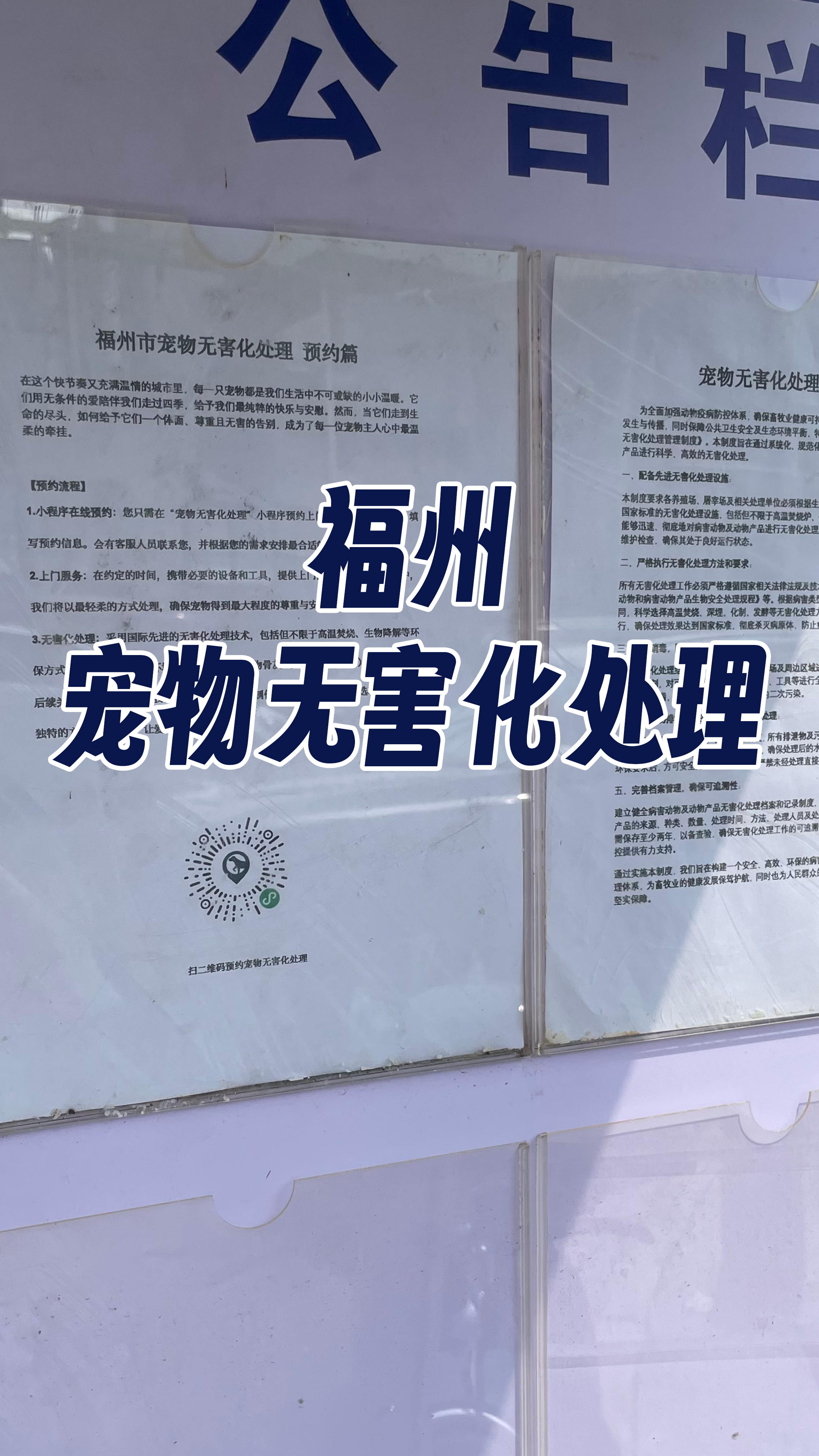 百色宠物遗体规范处理