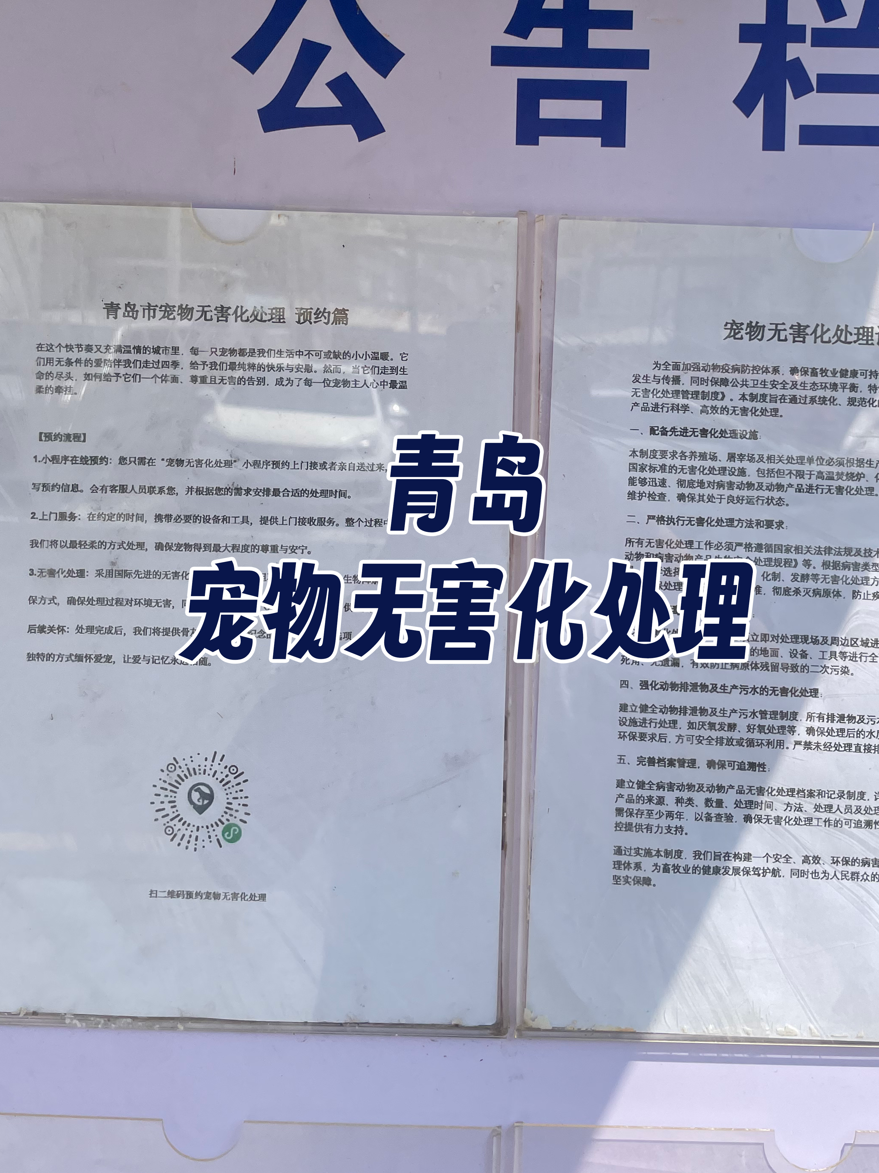 江海区宠物接运服务